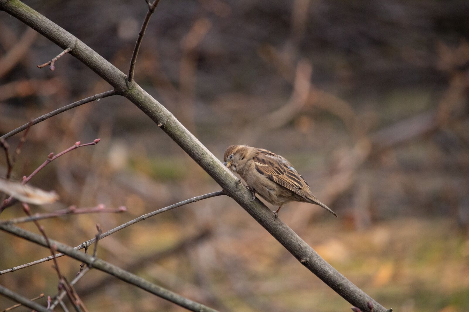 Canon EOS 100D (EOS Rebel SL1 / EOS Kiss X7) sample photo. Sparrow, bird, nature photography