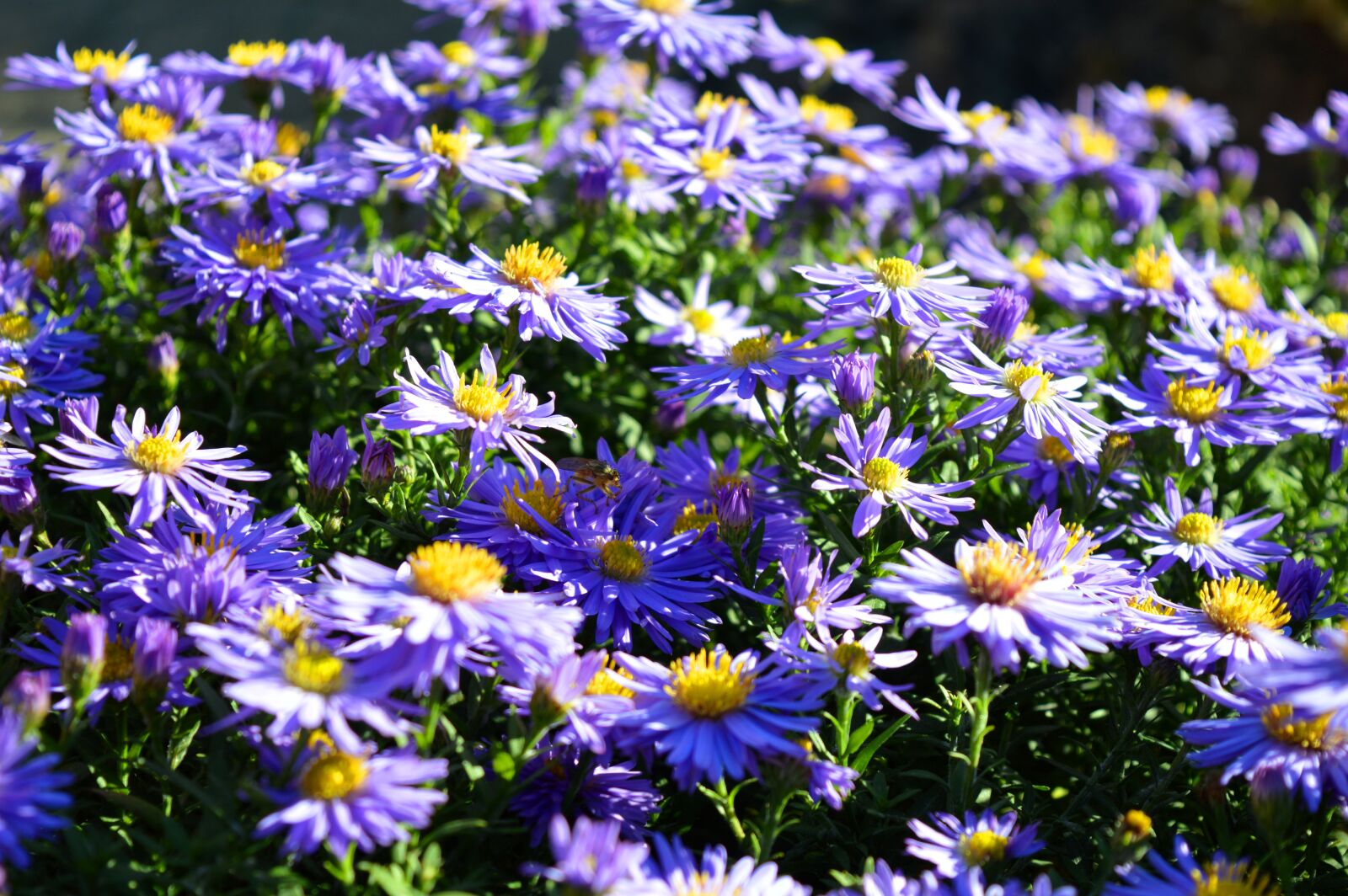Nikon D3200 sample photo. Asters, flowers, herbstastern photography