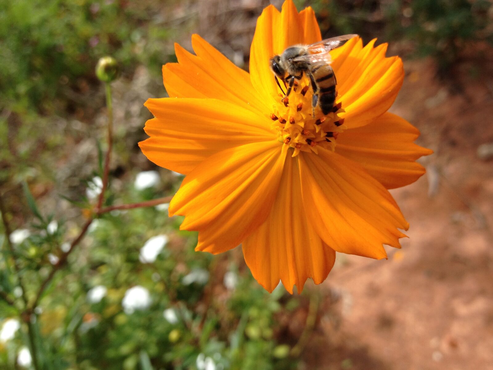 iPhone 4S back camera 4.28mm f/2.4 sample photo. Flowers, bee, flower photography