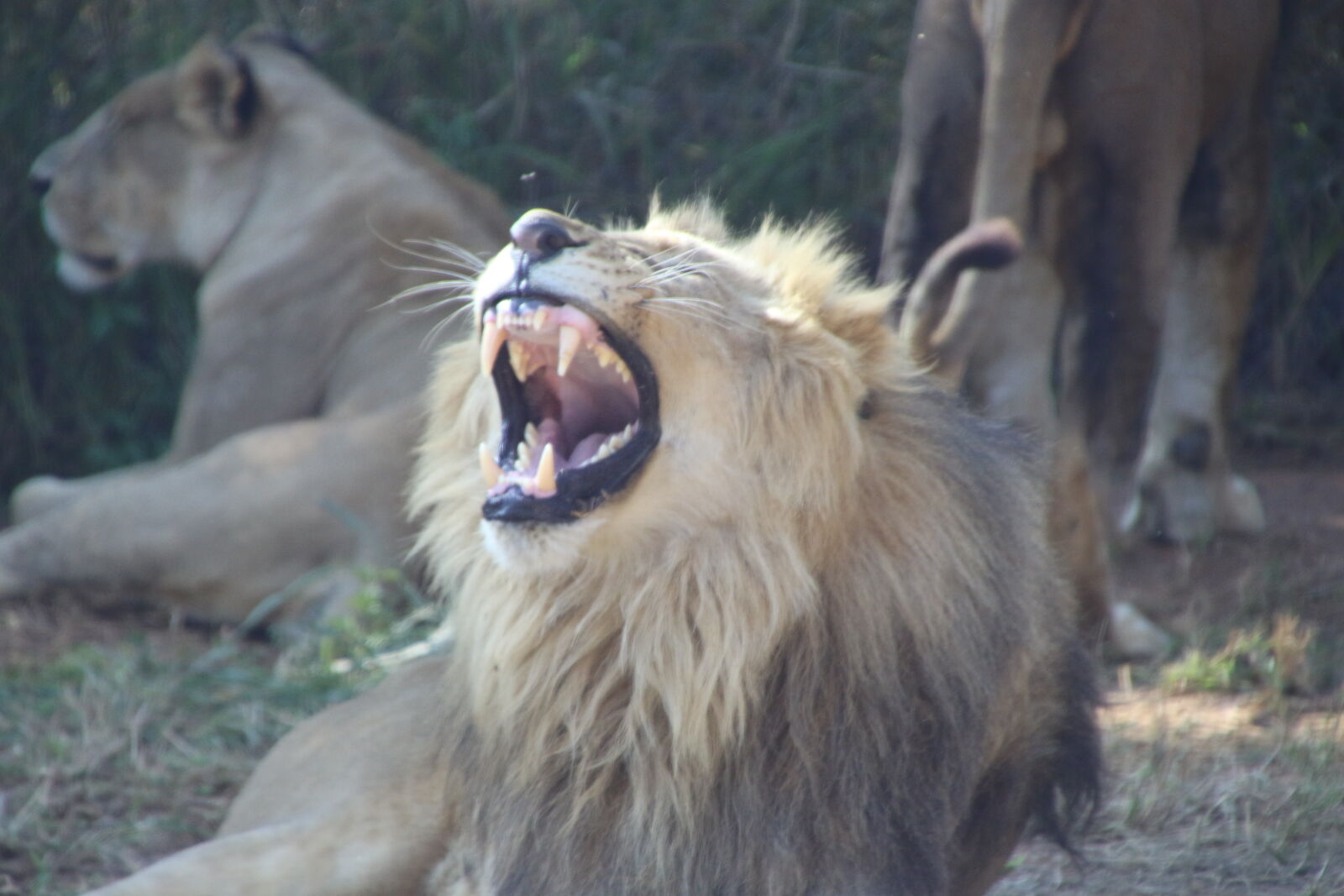Canon EOS 7D Mark II sample photo. Dangerous, fur, lion, main photography