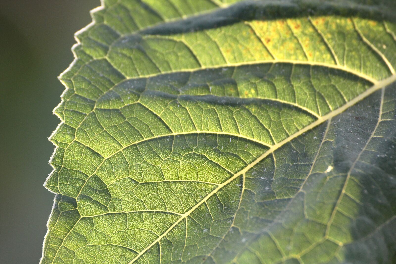 Canon EOS 550D (EOS Rebel T2i / EOS Kiss X4) sample photo. Leaves, leaf vein, green photography