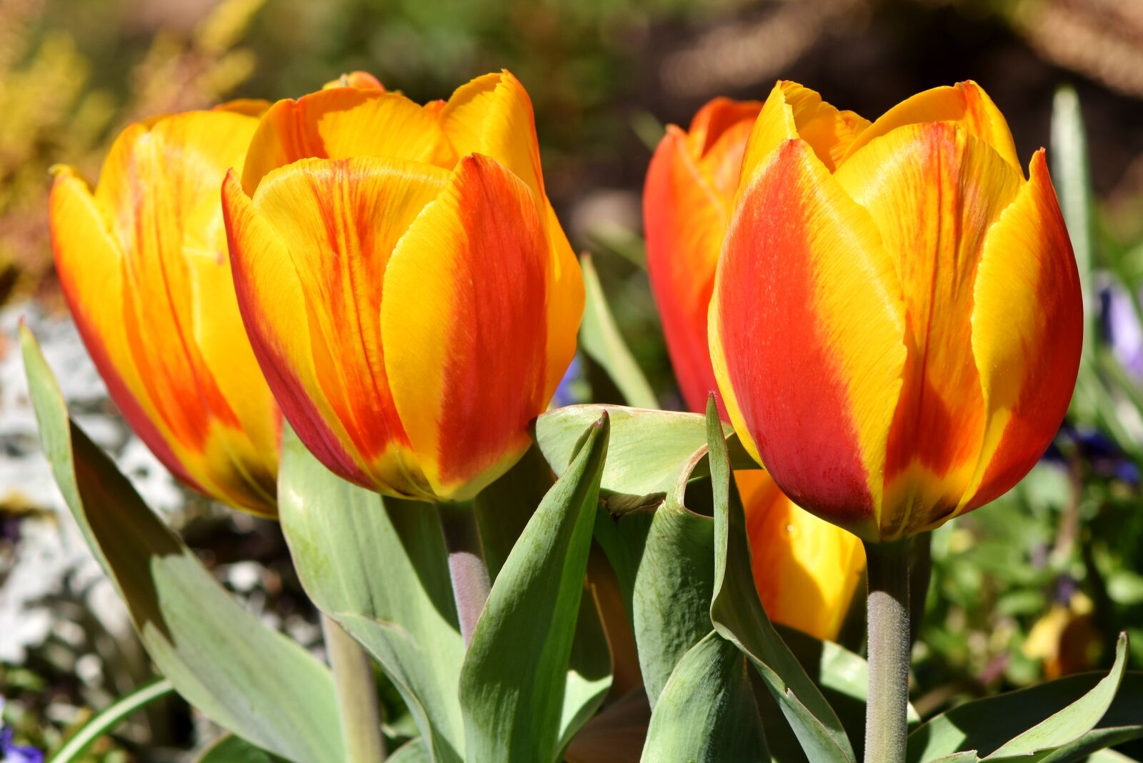 Nikon D7200 sample photo. Tulips, colorful tulips, schnittblume photography