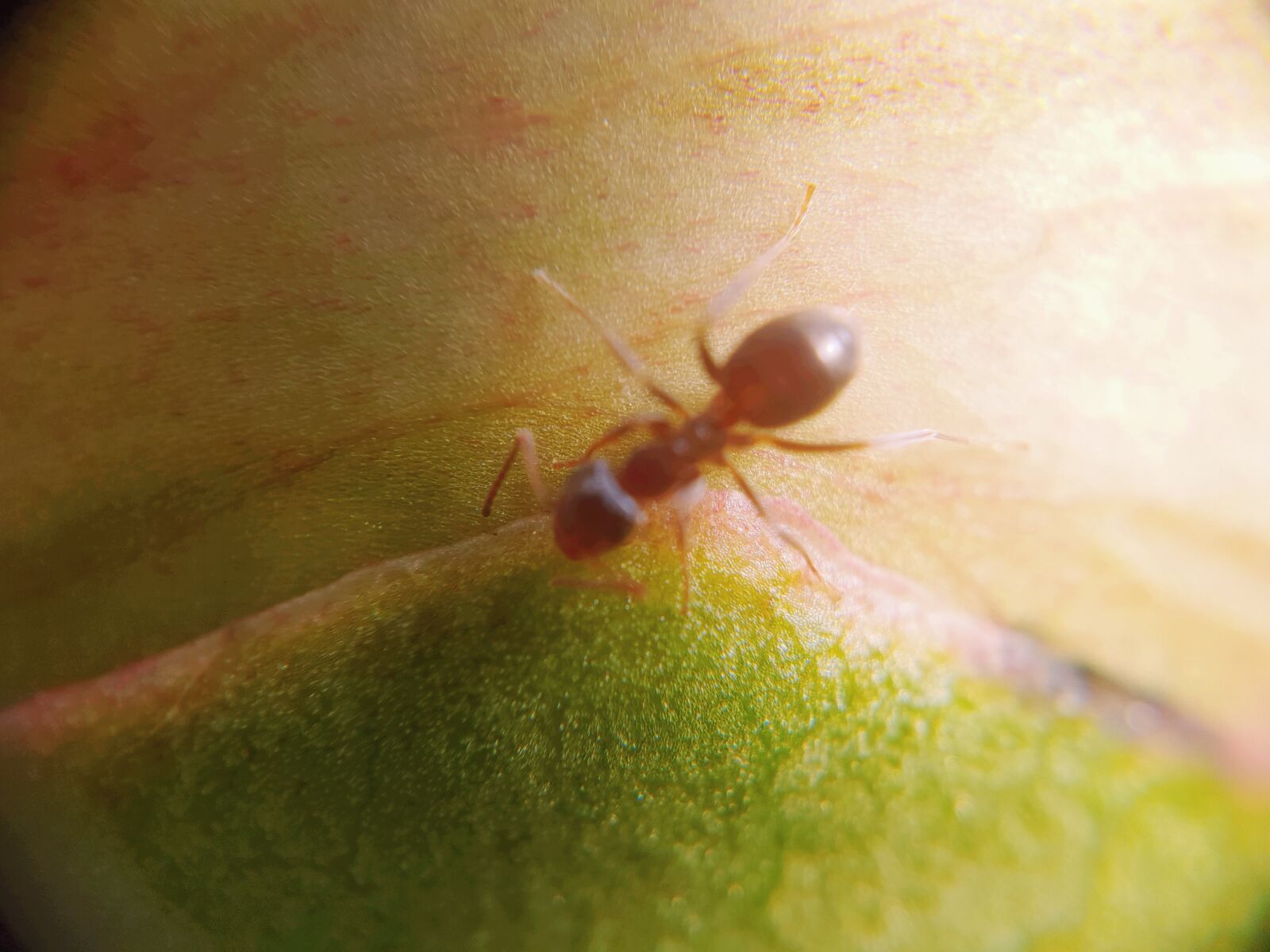 Samsung Galaxy S9 sample photo. Macro world, ant, bud photography