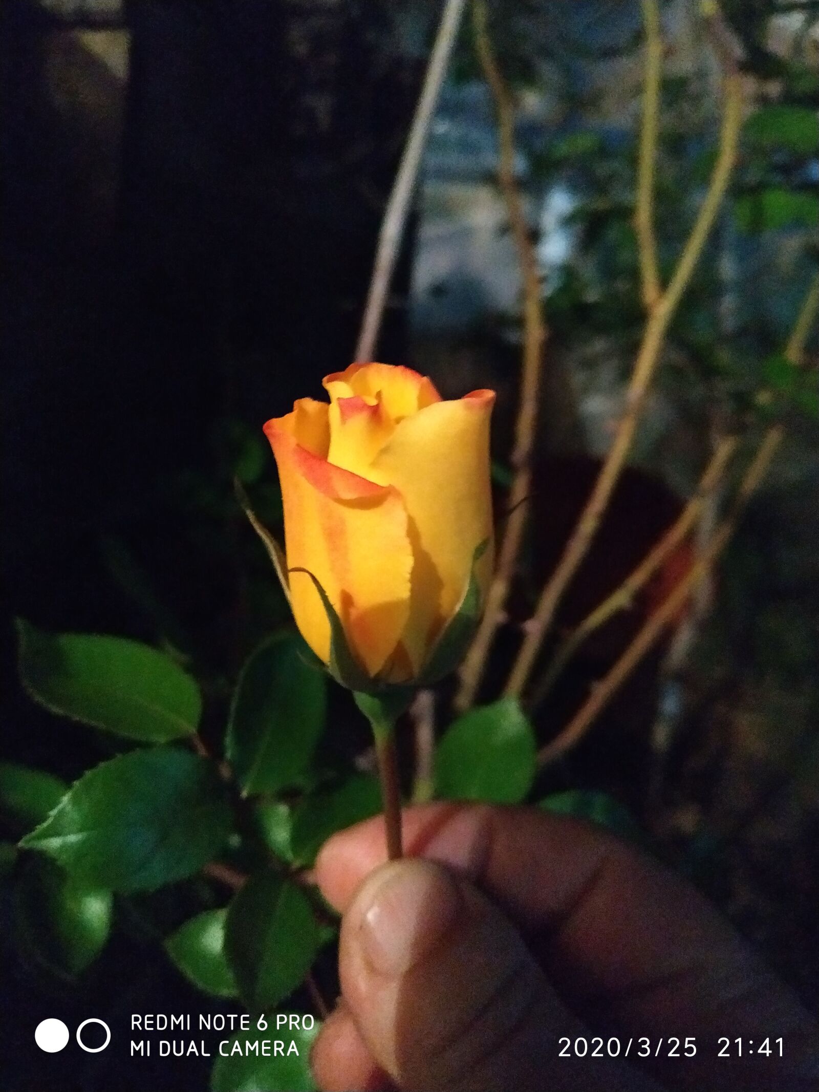 Xiaomi Redmi Note 6 Pro sample photo. Rosa, romanticism, perfume photography
