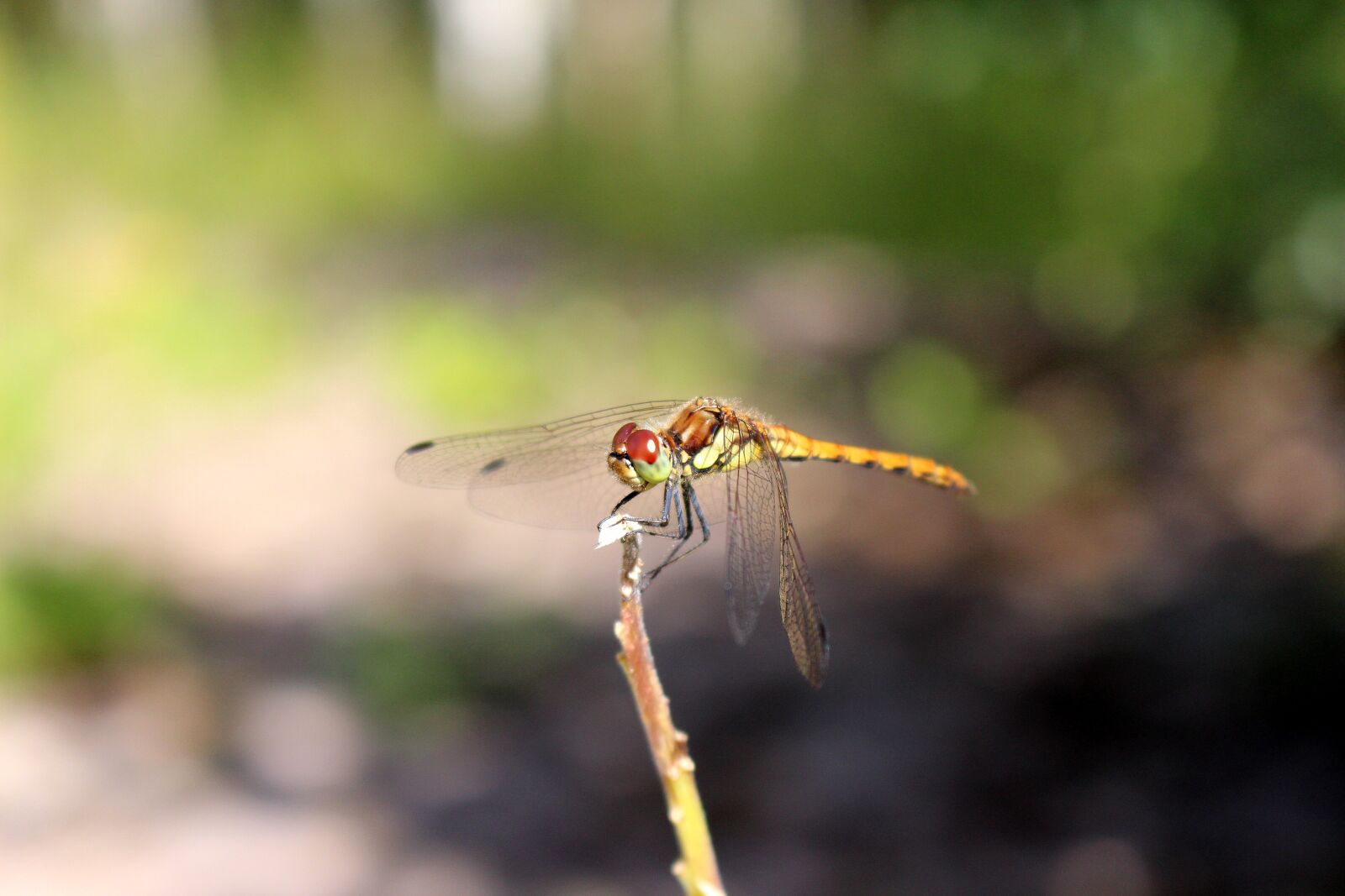 Canon EOS 700D (EOS Rebel T5i / EOS Kiss X7i) sample photo. Dragonfly, insect, nature photography