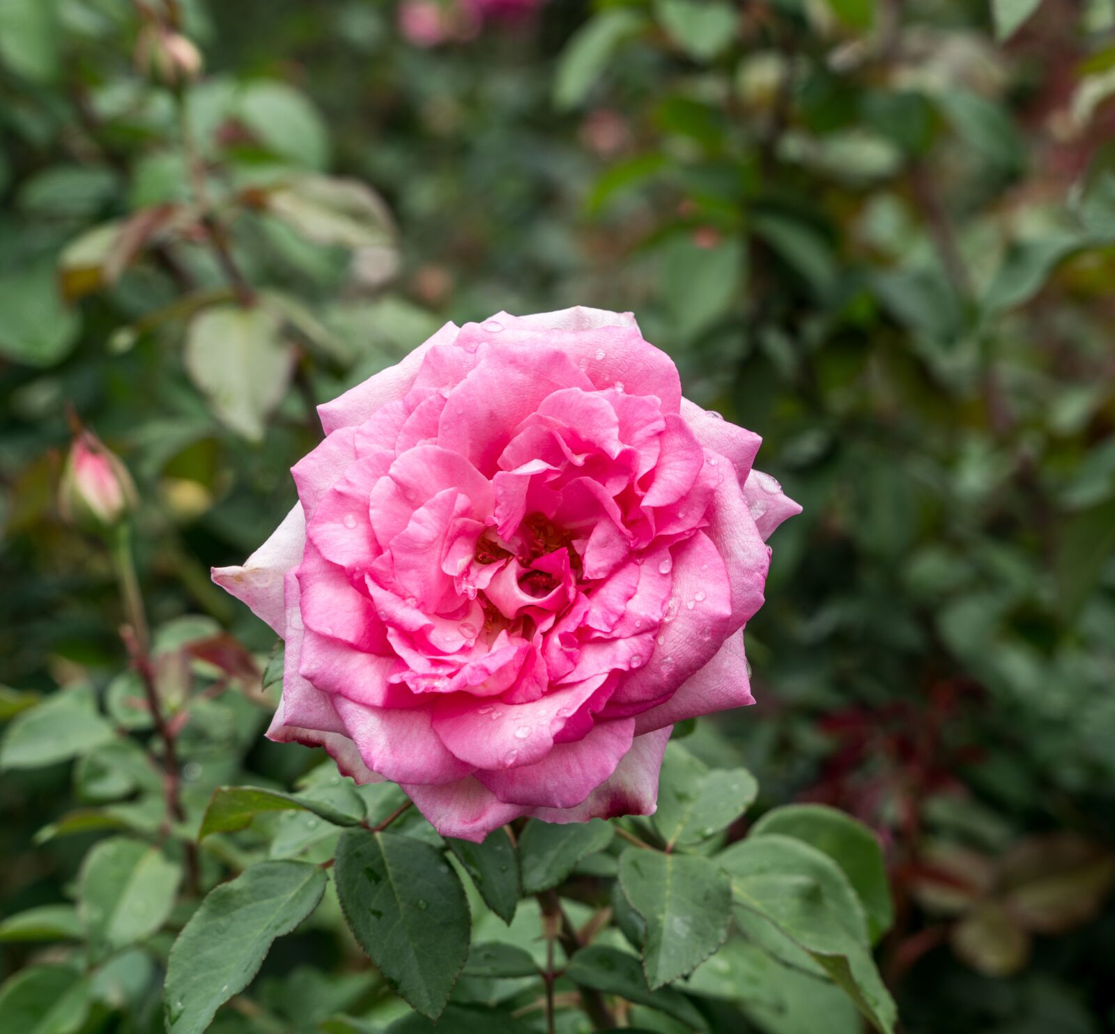 Sony a7R II + Sony FE 24-240mm F3.5-6.3 OSS sample photo. Rose, garden, dew drops photography