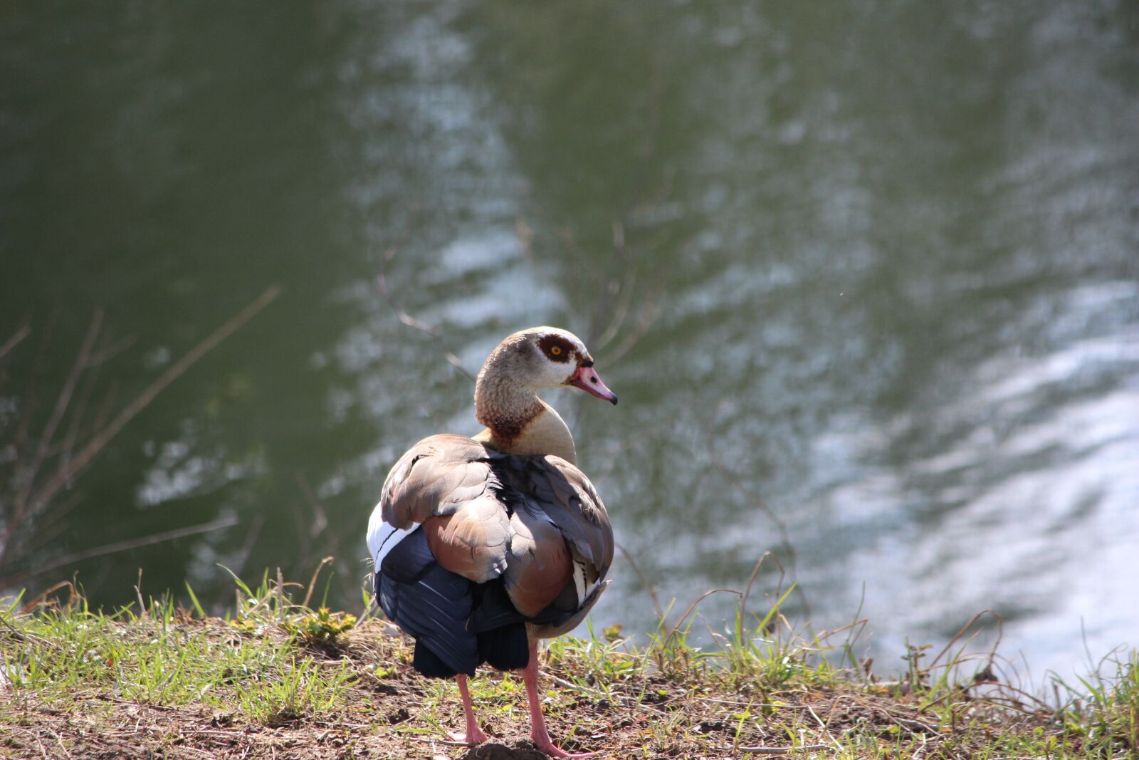 Canon EOS 600D (Rebel EOS T3i / EOS Kiss X5) sample photo. Bird, nature, animal world photography
