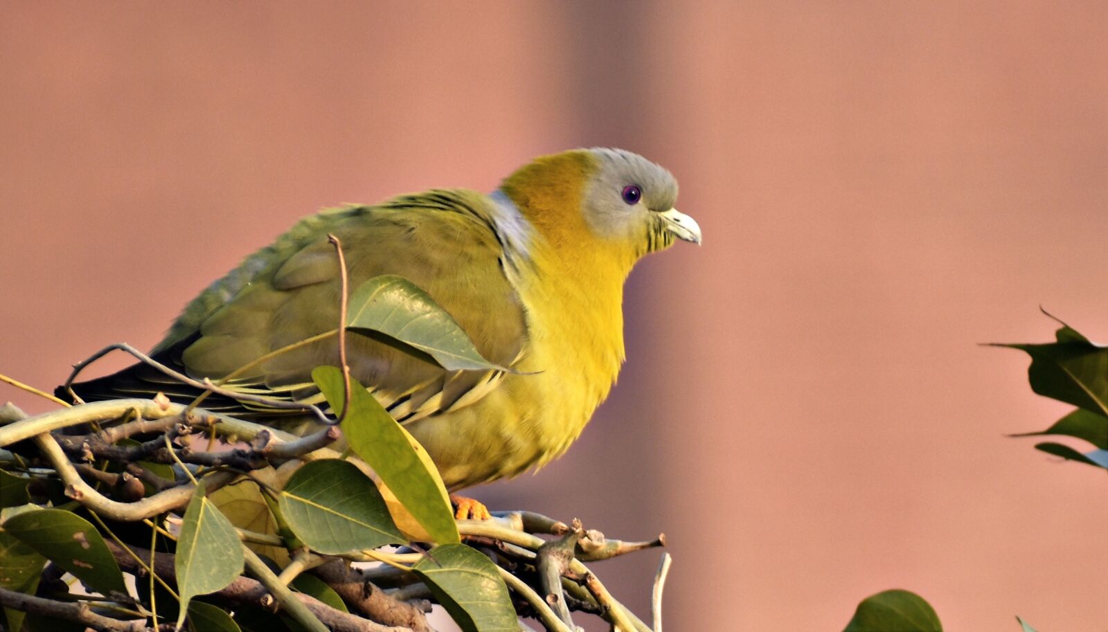 Nikon D5600 sample photo. Nature, bird, wildlife photography