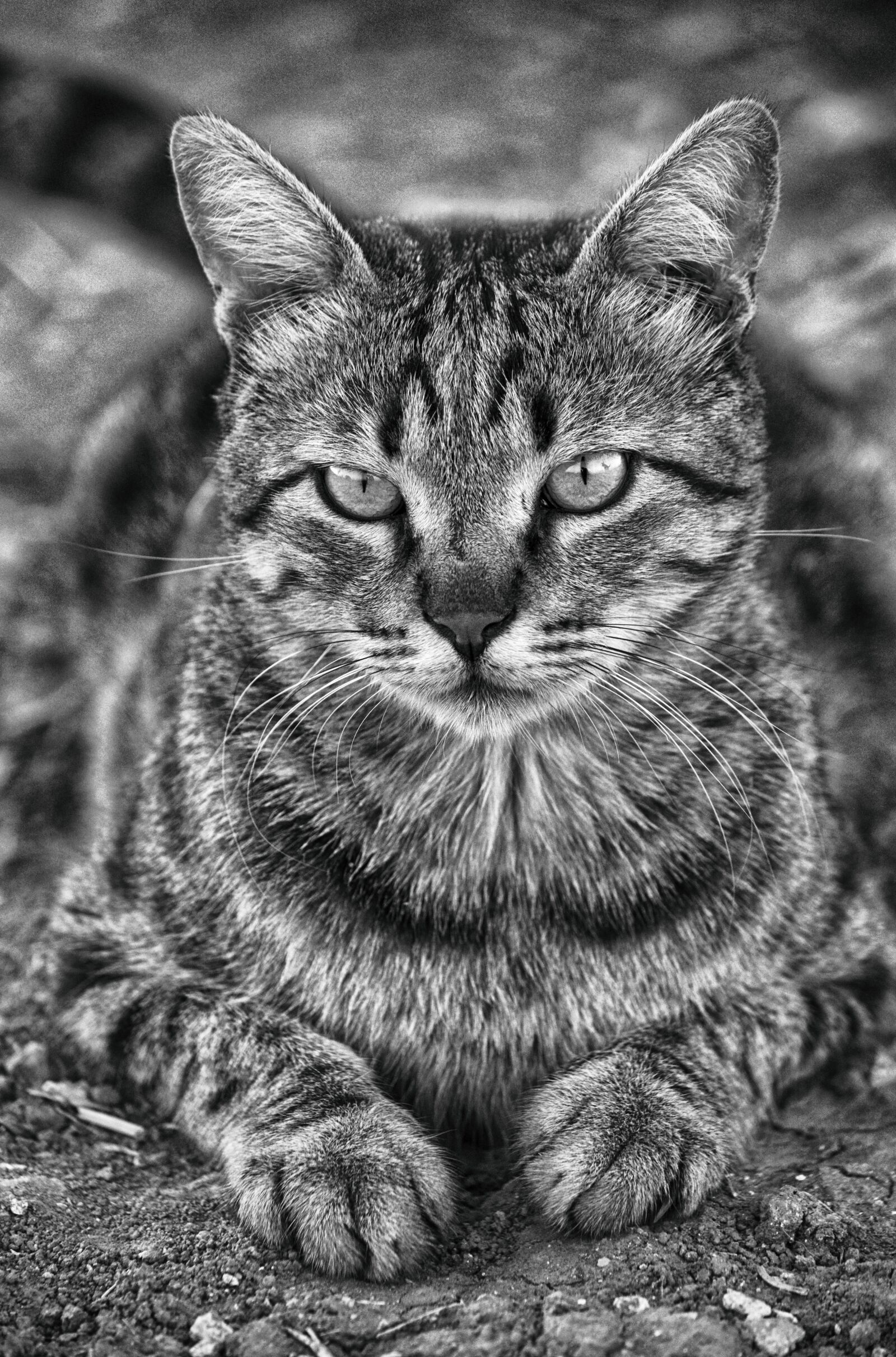 Nikon D3200 sample photo. Cat, eyes, pet photography