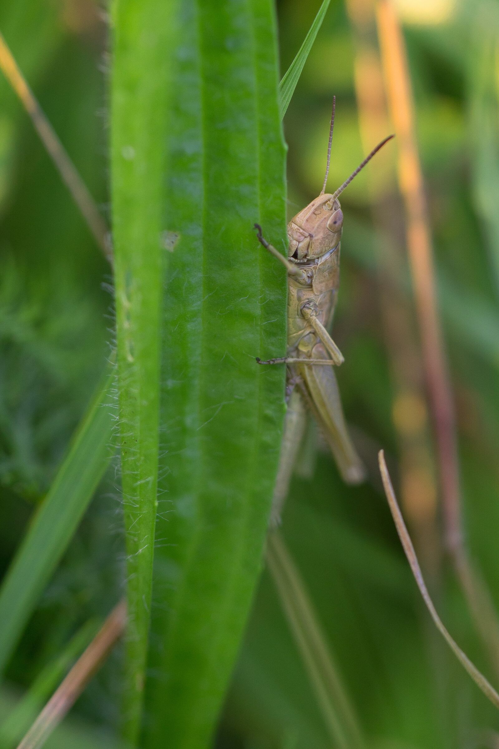 Canon EF 100mm F2.8L Macro IS USM sample photo. Grasshopper, grass, meadow photography
