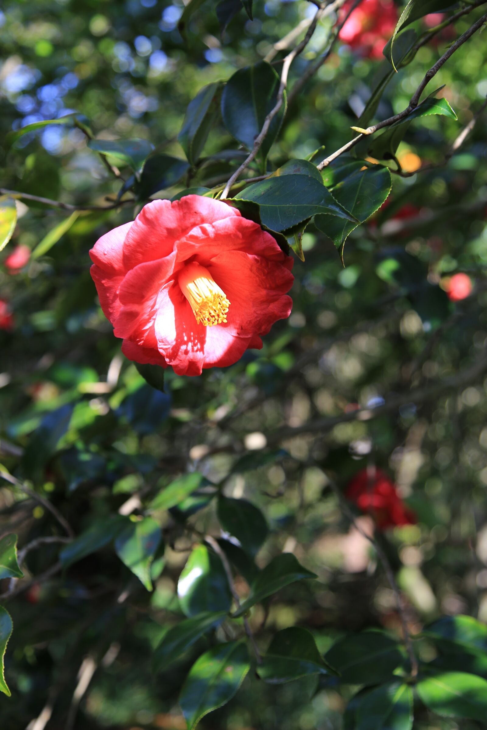 Canon EOS 6D + Canon EF 24-105mm F4L IS USM sample photo. Camellia, camellia flower, flowers photography