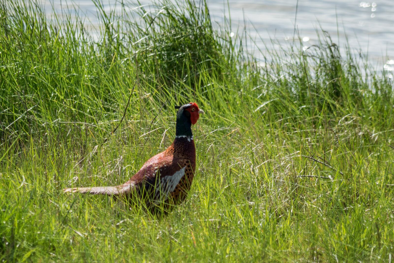 Sony a7 + Sony FE 24-240mm F3.5-6.3 OSS sample photo. Pheasant, males, grass photography