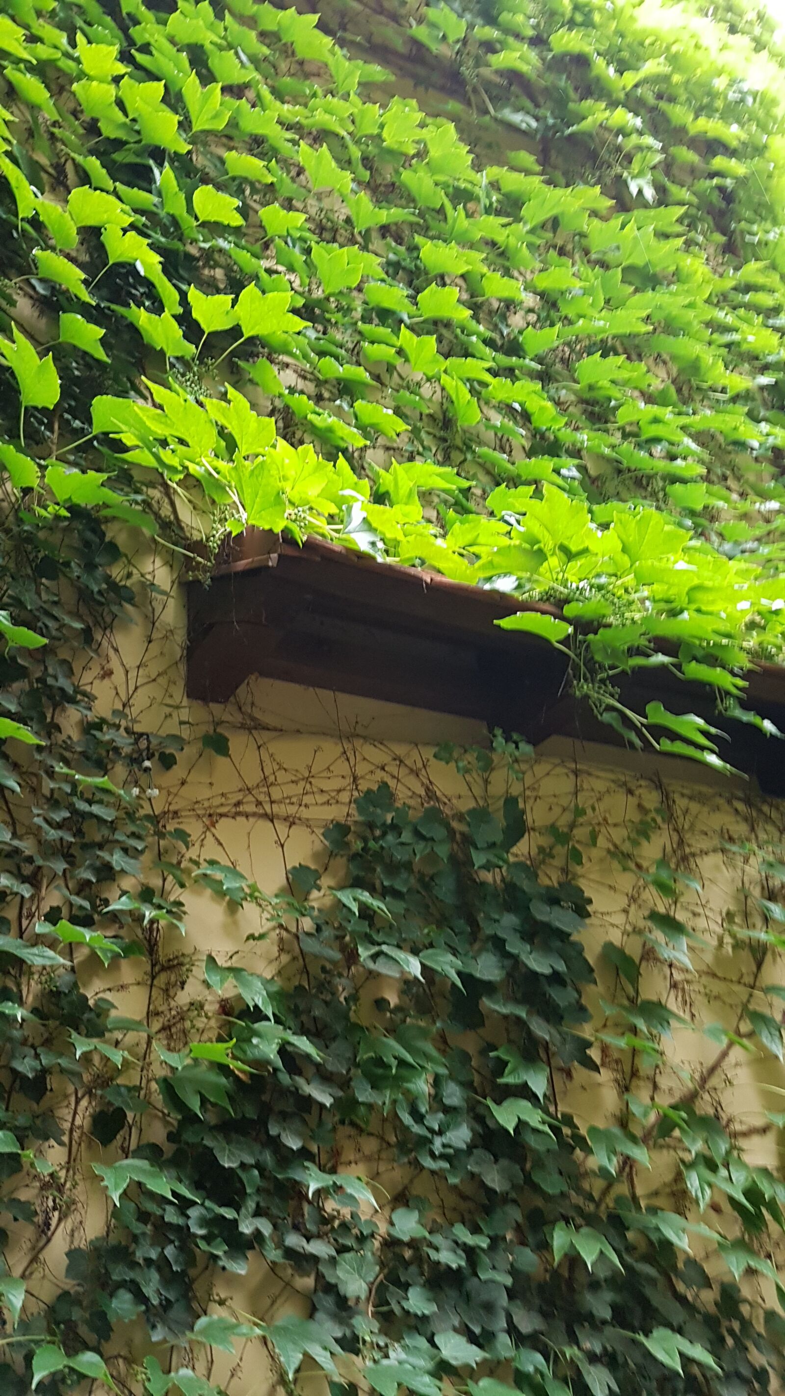 Samsung Galaxy S7 sample photo. Vines, sunshine, greenery photography