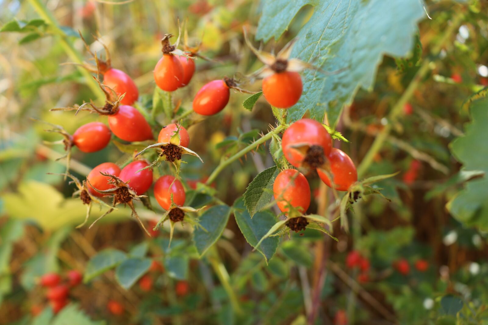 Canon EOS 700D (EOS Rebel T5i / EOS Kiss X7i) sample photo. Nature, fruits, summer photography