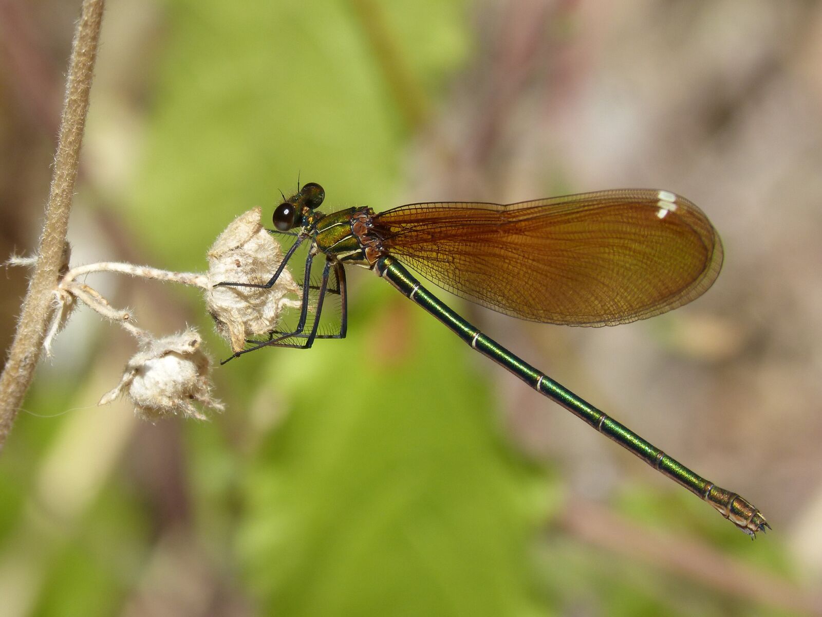Panasonic DMC-FZ62 sample photo. Dragonfly, black dragonfly, translucent photography