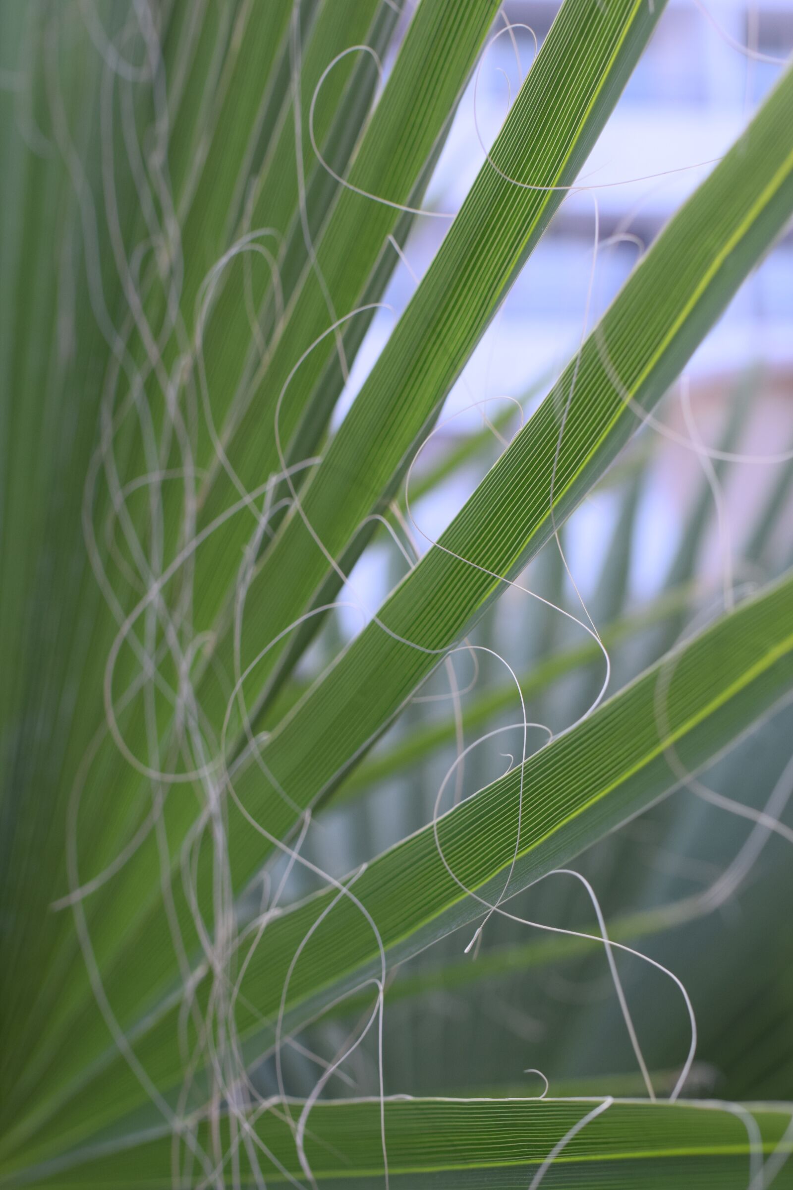 Nikon D3300 sample photo. Green, palm, texture photography