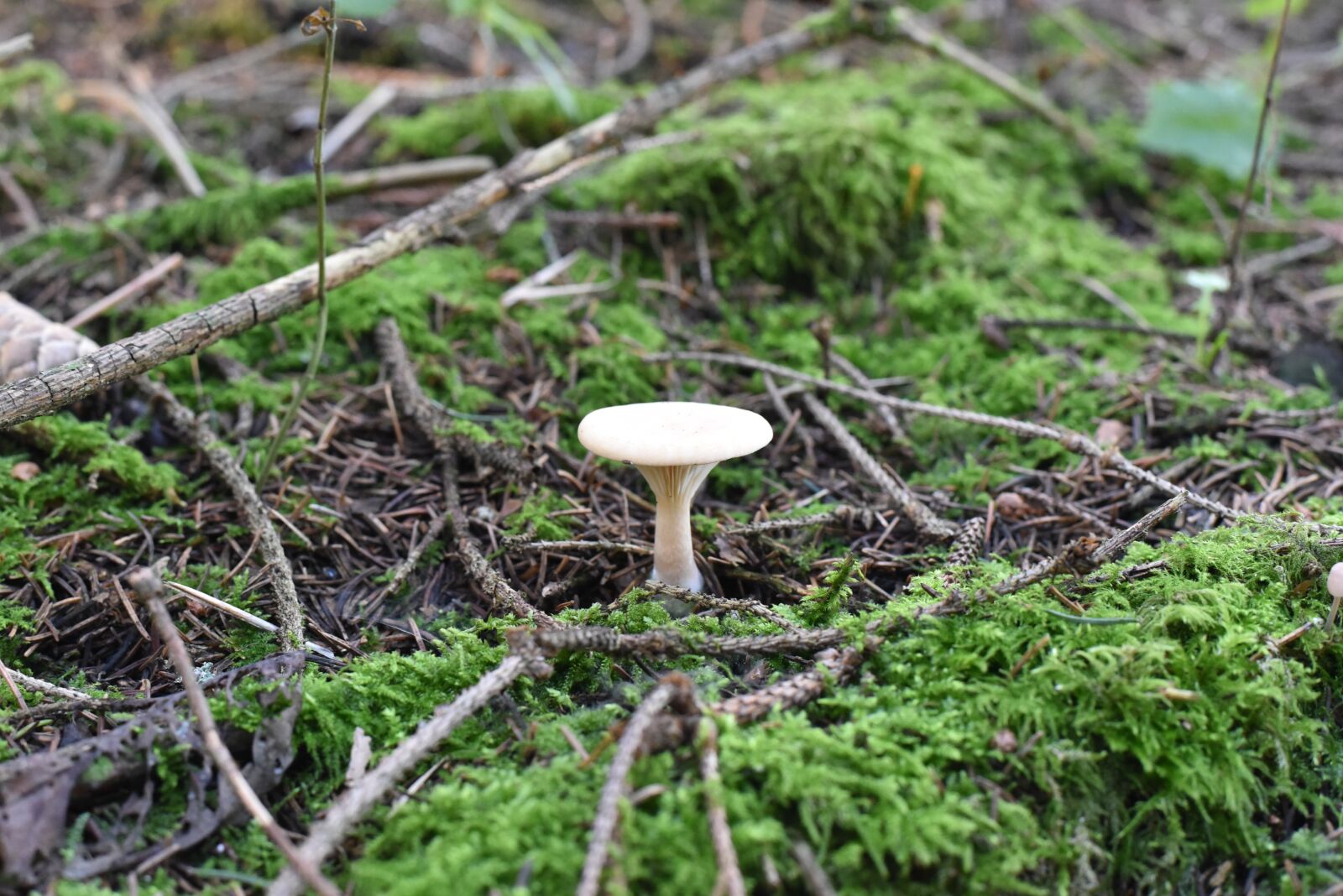 Nikon D750 sample photo. Mushrooms, nature, autumn photography