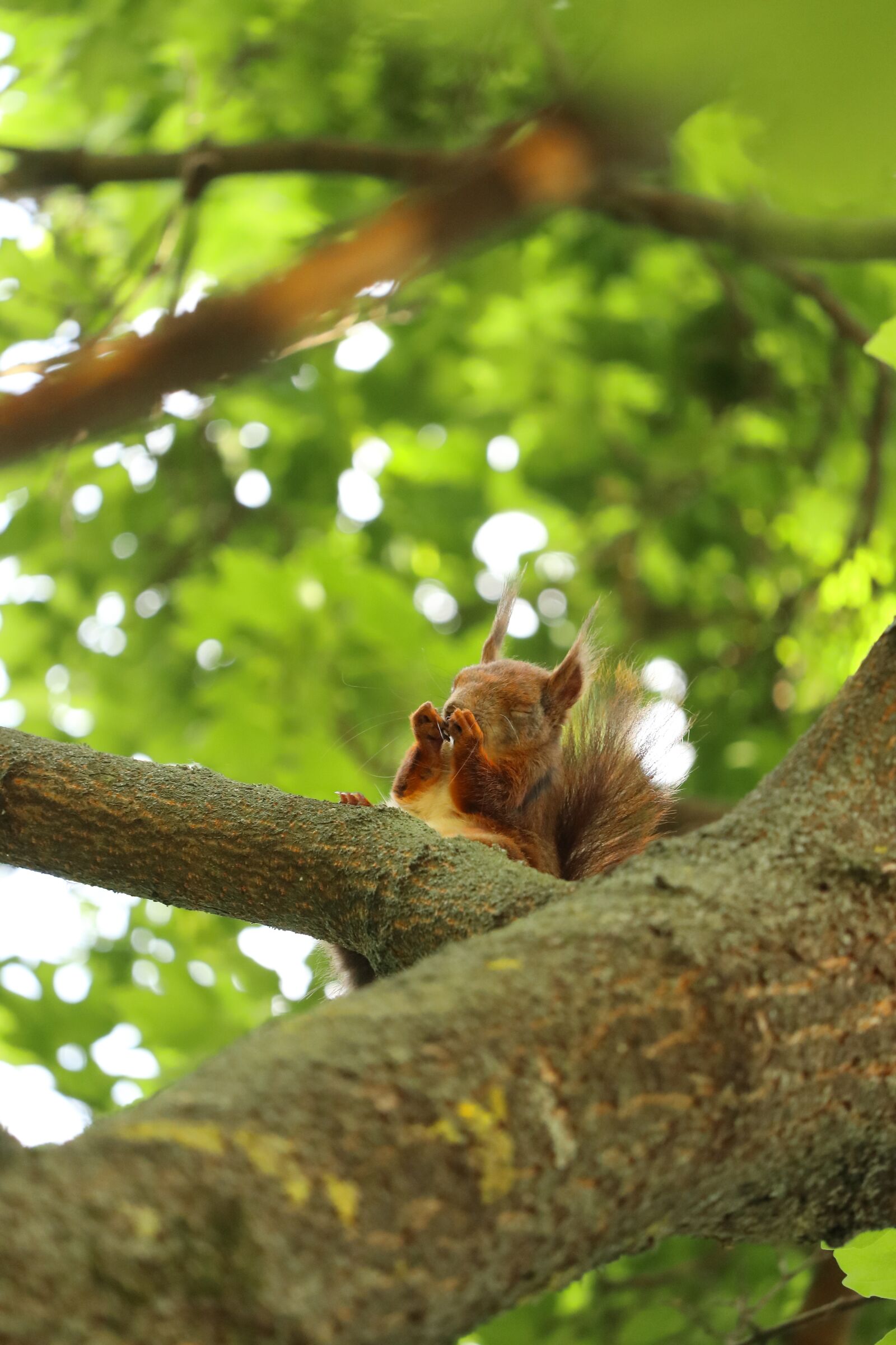 Canon EF-S 55-250mm F4-5.6 IS STM sample photo. Squirrel, cute squirrel, fat photography