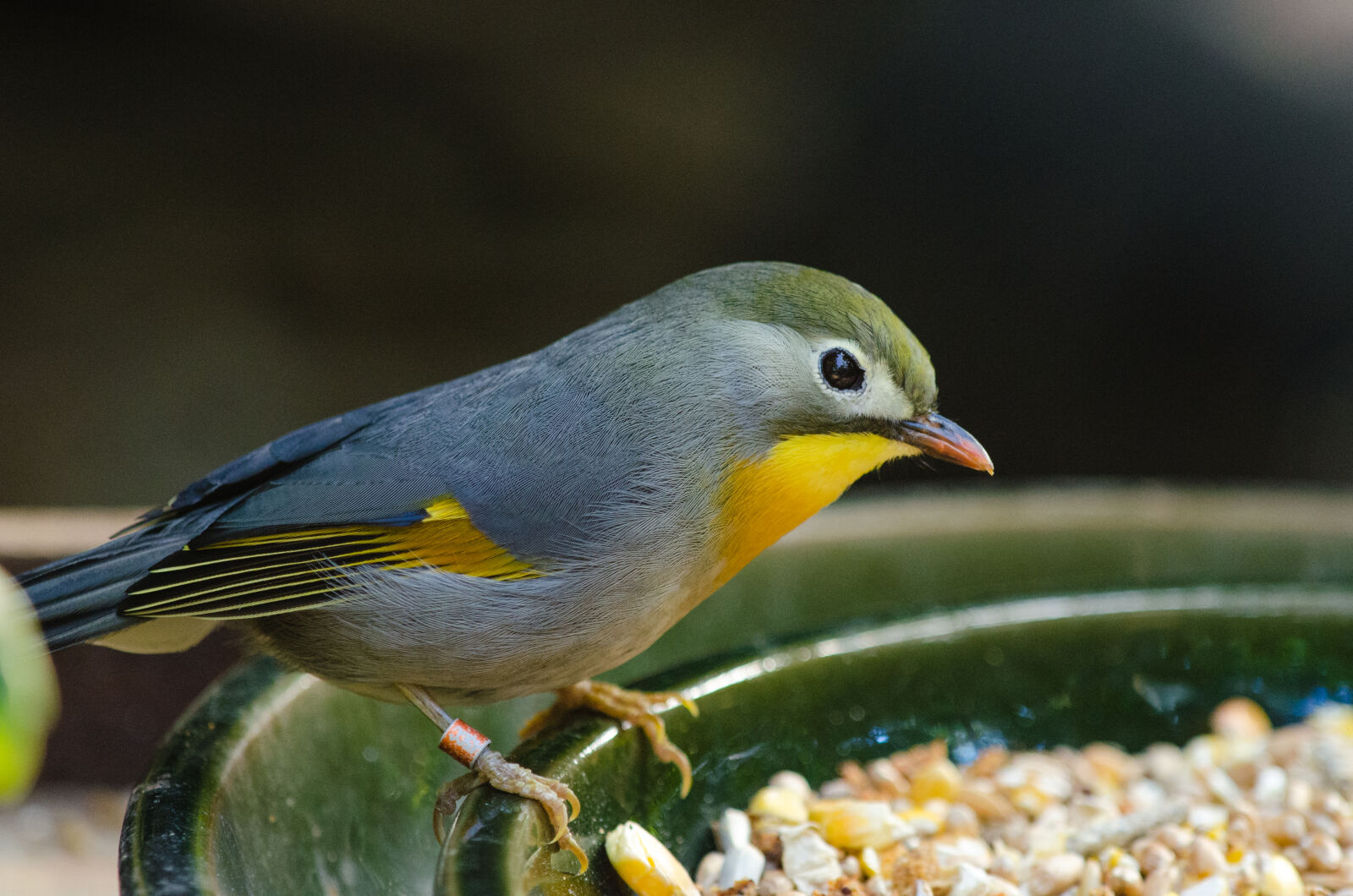 Sigma APO Tele Macro 300mm F4 sample photo