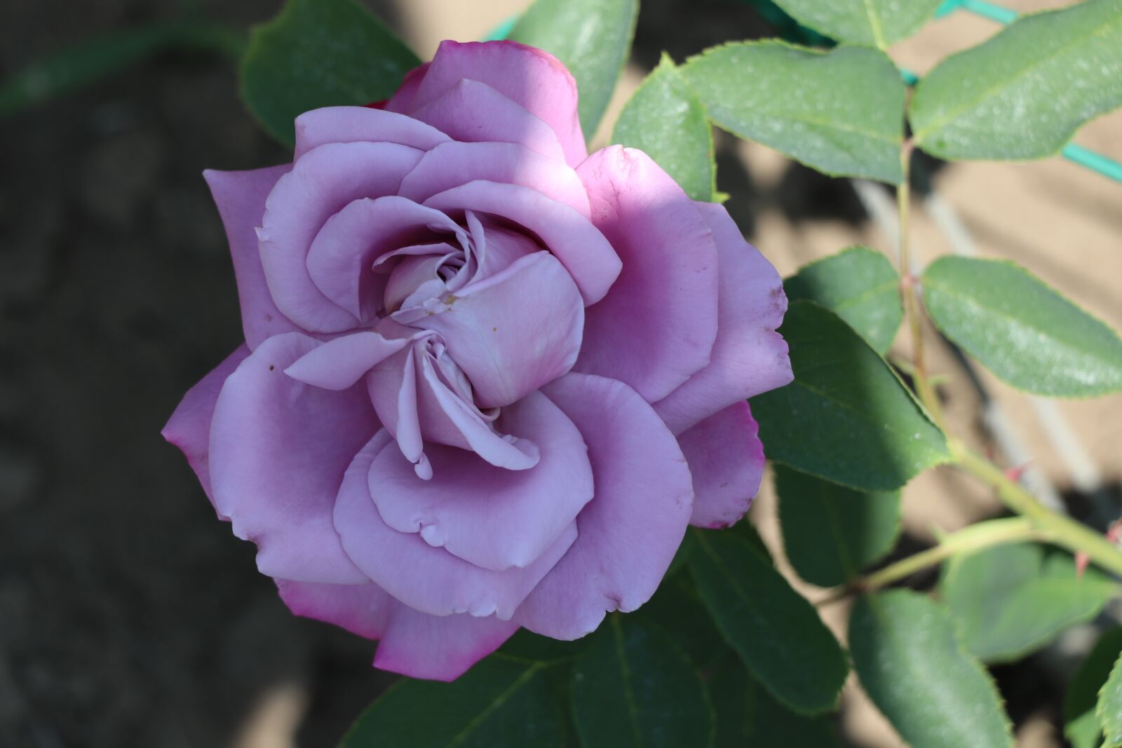 Canon EF-S 18-135mm F3.5-5.6 IS USM sample photo. Rose, flower, nature photography