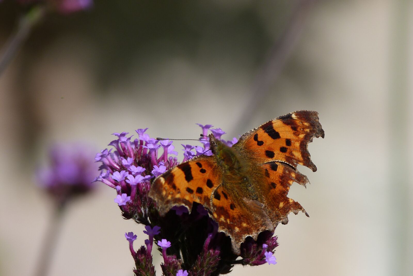 Panasonic Lumix DMC-FZ40 (Lumix DMC-FZ45) sample photo. Butterfly, insect, nature photography