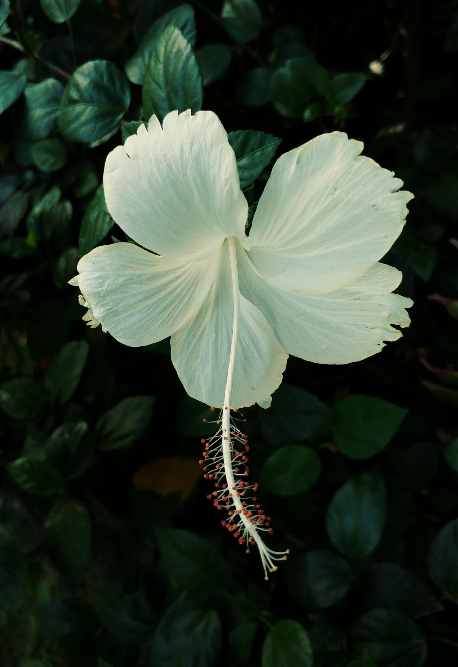 LG G5 sample photo. Hibiscus, flower, white photography