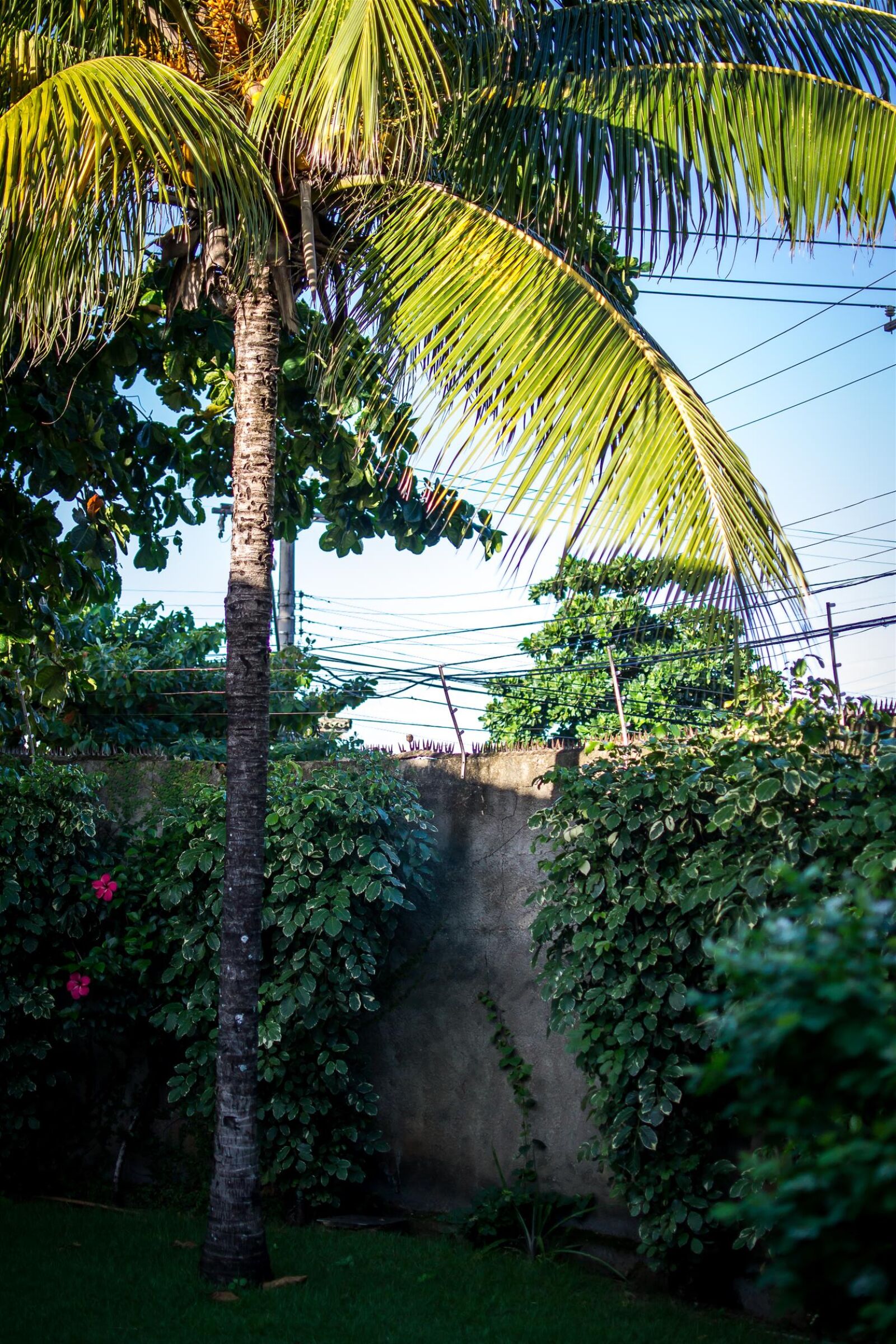 Nikon D3100 sample photo. 35mm, coqueiro, palmtree photography