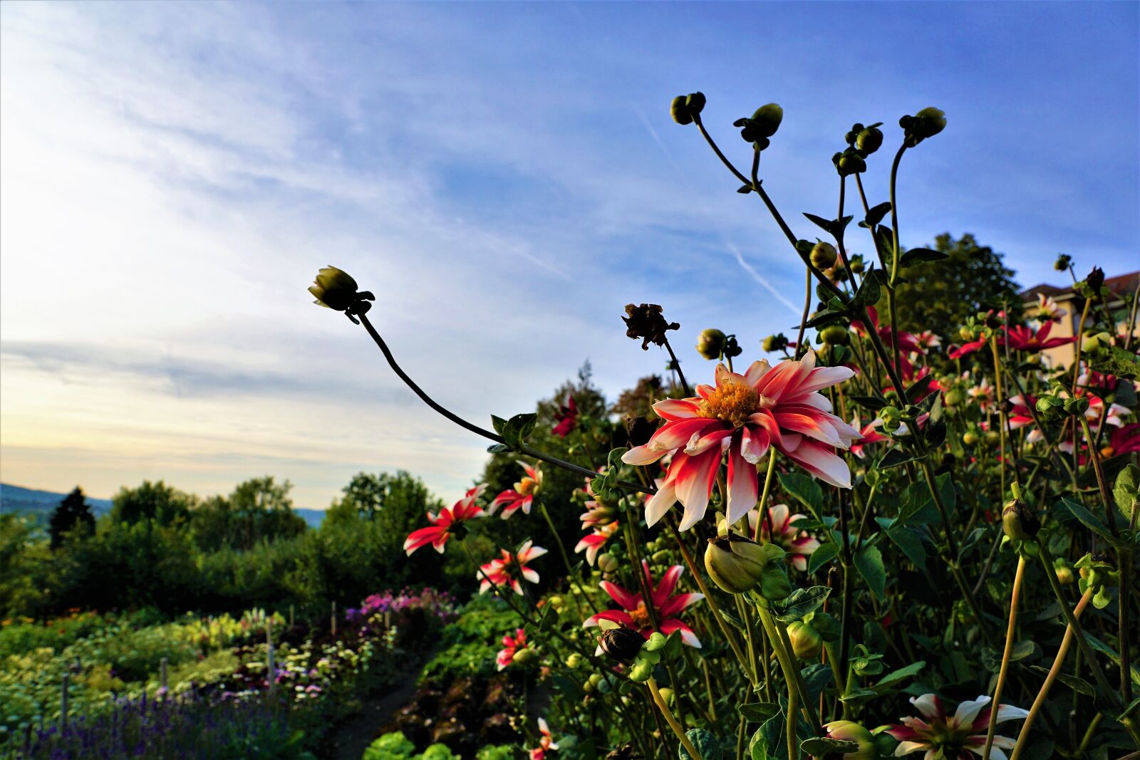 Sony ILCA-77M2 + Sony DT 16-50mm F2.8 SSM sample photo. Flower, red, nature photography