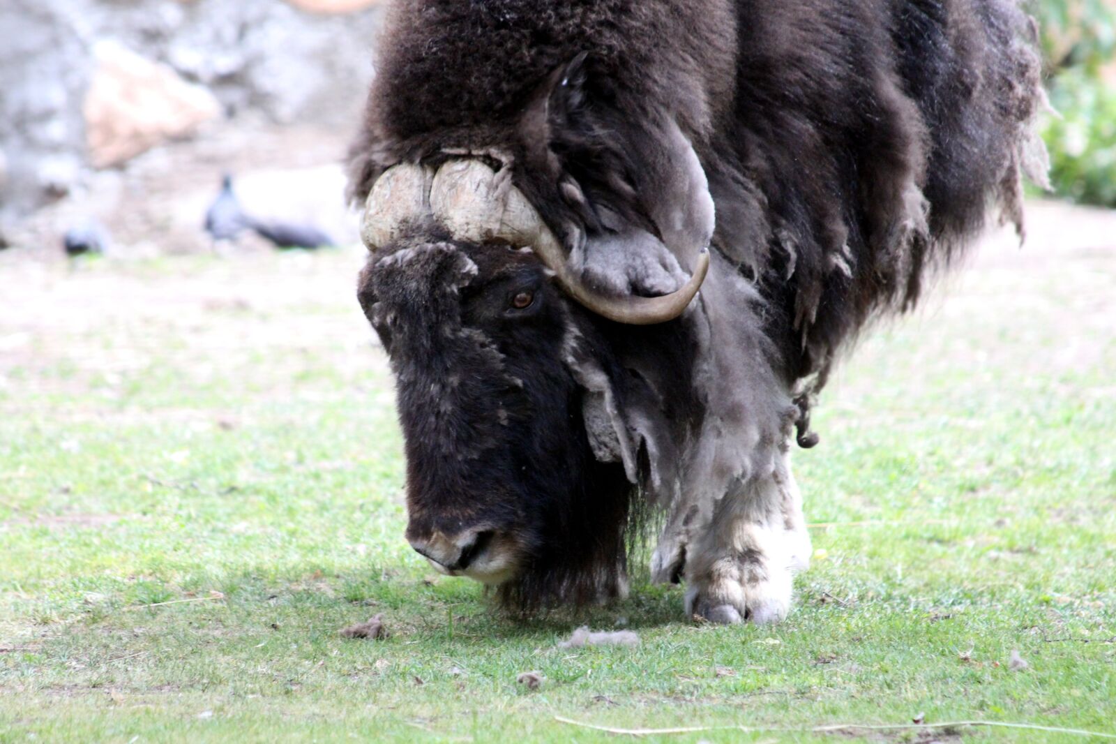 Canon EOS 650D (EOS Rebel T4i / EOS Kiss X6i) sample photo. Musk ox, ovibos moschatus photography