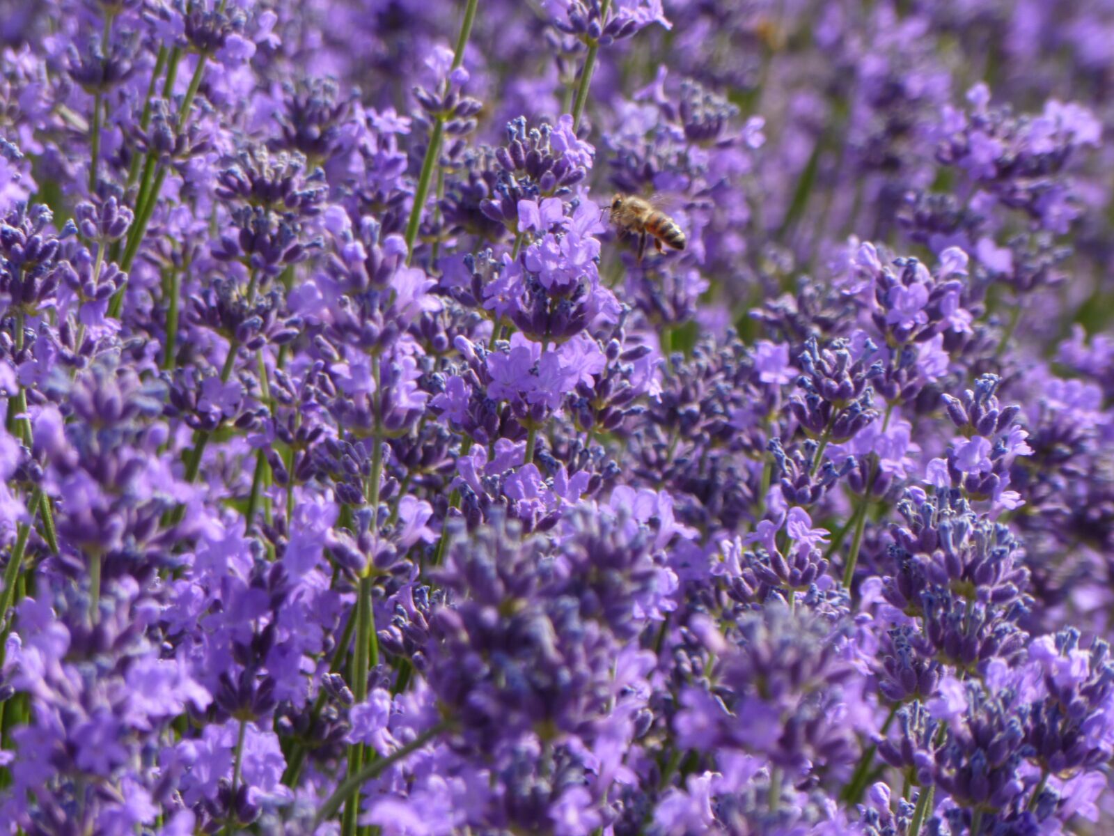 Panasonic DMC-FH22 sample photo. Lavender, purple, purple flowers photography