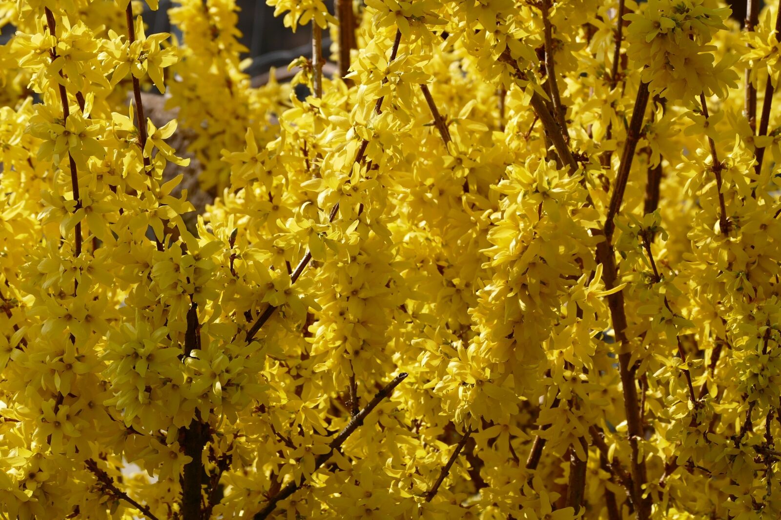 Panasonic Lumix DMC-FZ1000 sample photo. Spring, flowers, nature photography