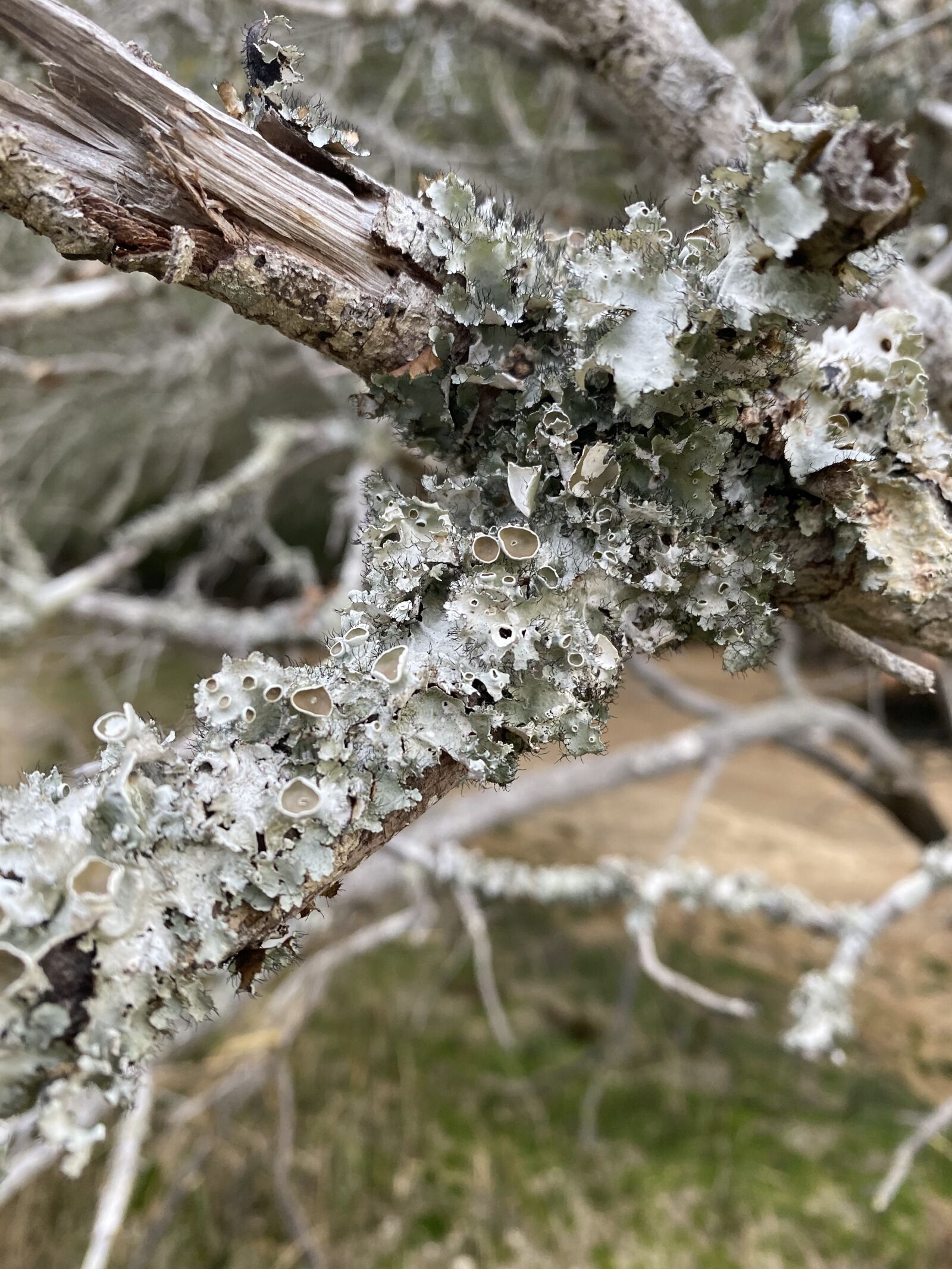 Apple iPhone 11 Pro Max sample photo. Tree, macro, nature photography