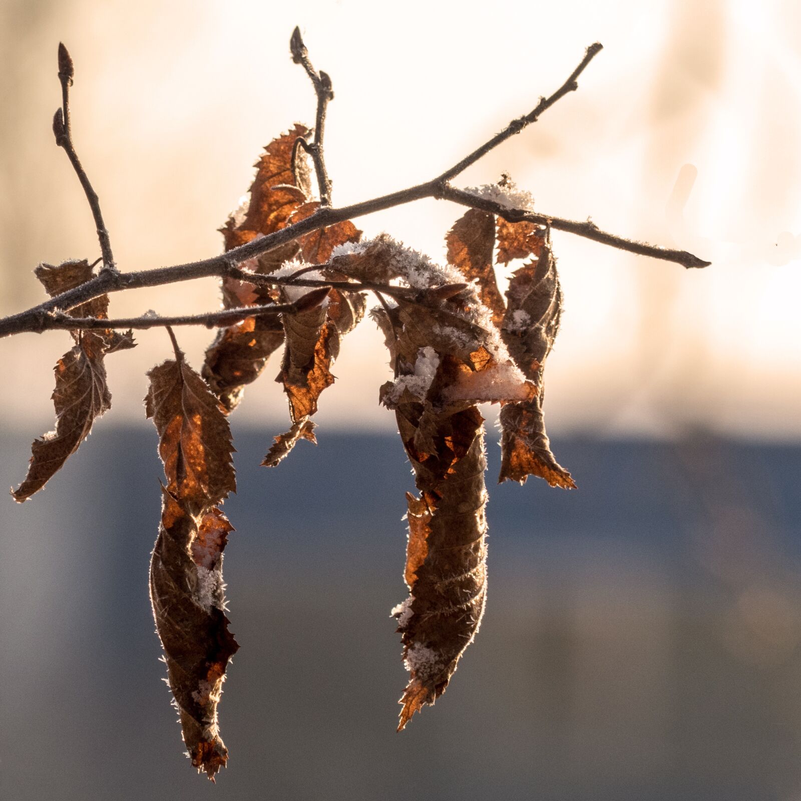 Panasonic Lumix DMC-FZ300 sample photo. Nature, winter, frost photography