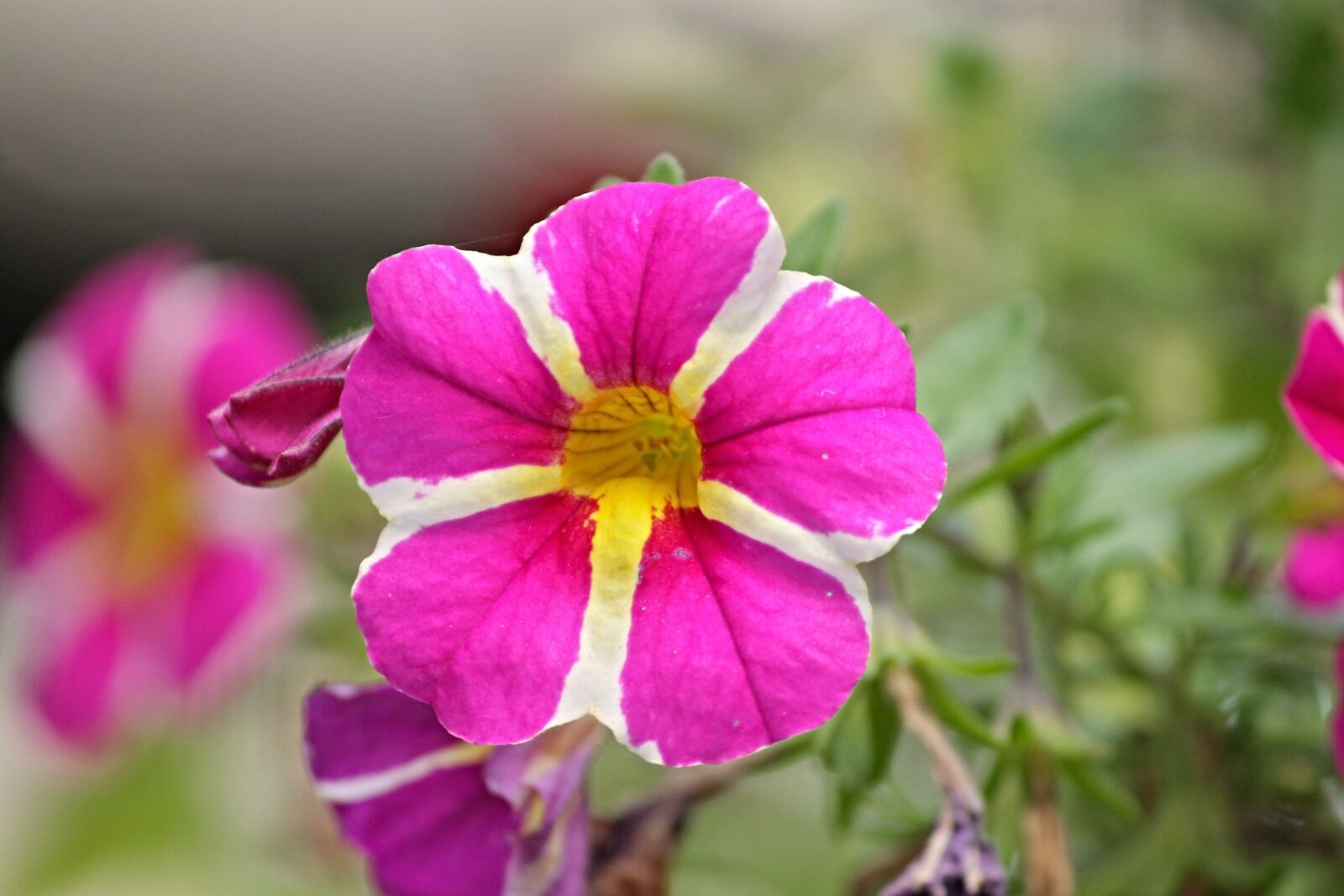 Canon EOS 1100D (EOS Rebel T3 / EOS Kiss X50) sample photo. Petunia, garden petunia, solanaceae photography