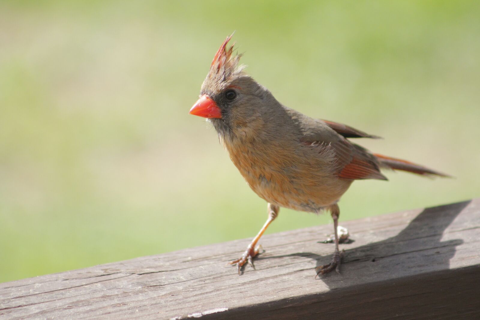 Canon EOS 550D (EOS Rebel T2i / EOS Kiss X4) sample photo. Nature, bird, wildlife photography