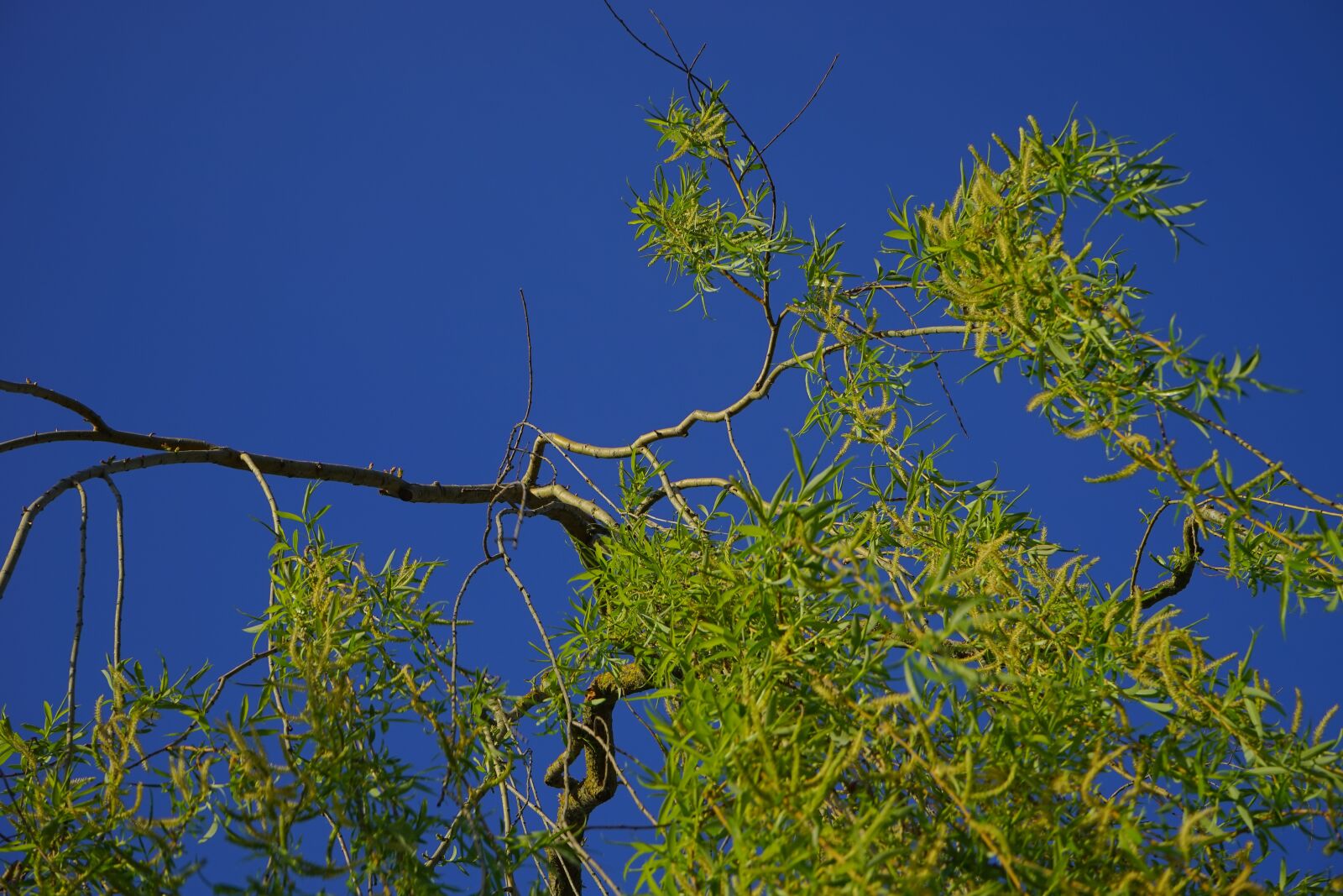 Sony a7 + Sony FE 28-70mm F3.5-5.6 OSS sample photo. Pasture, tree, branch photography