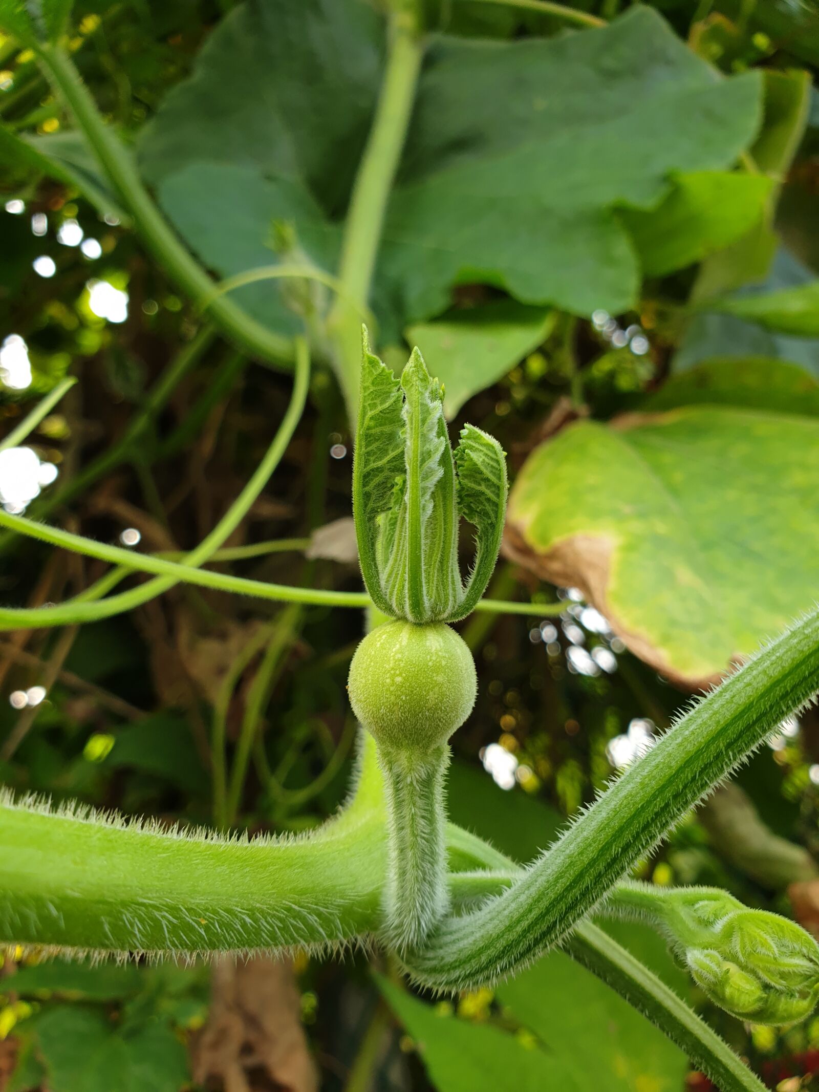 Samsung Galaxy Note9 sample photo. Plants, fruit, pumpkin photography