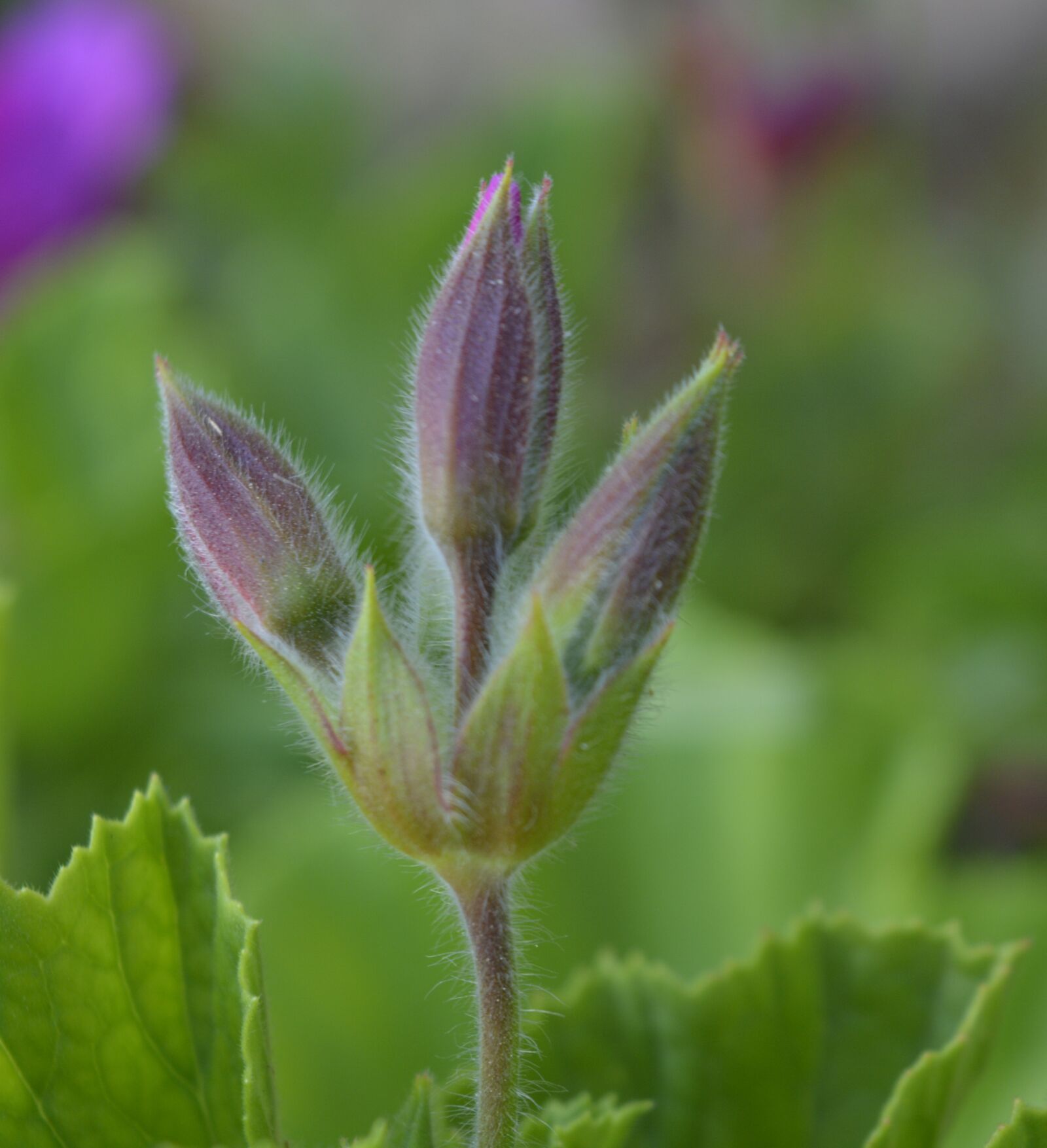 Nikon D5200 sample photo. Nature, flower, flora photography