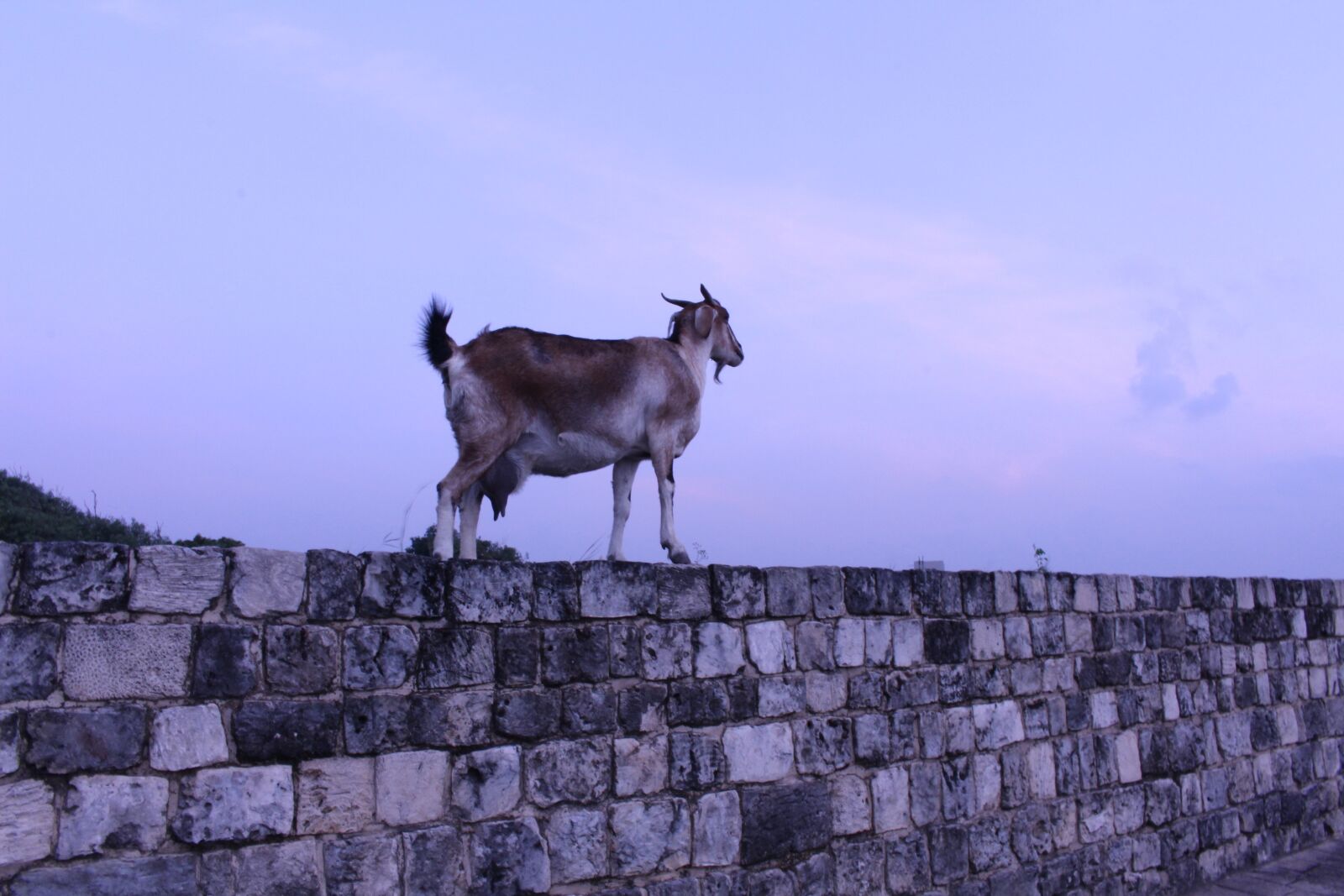 Canon EOS 100D (EOS Rebel SL1 / EOS Kiss X7) sample photo. Goat, brick wall, sri photography