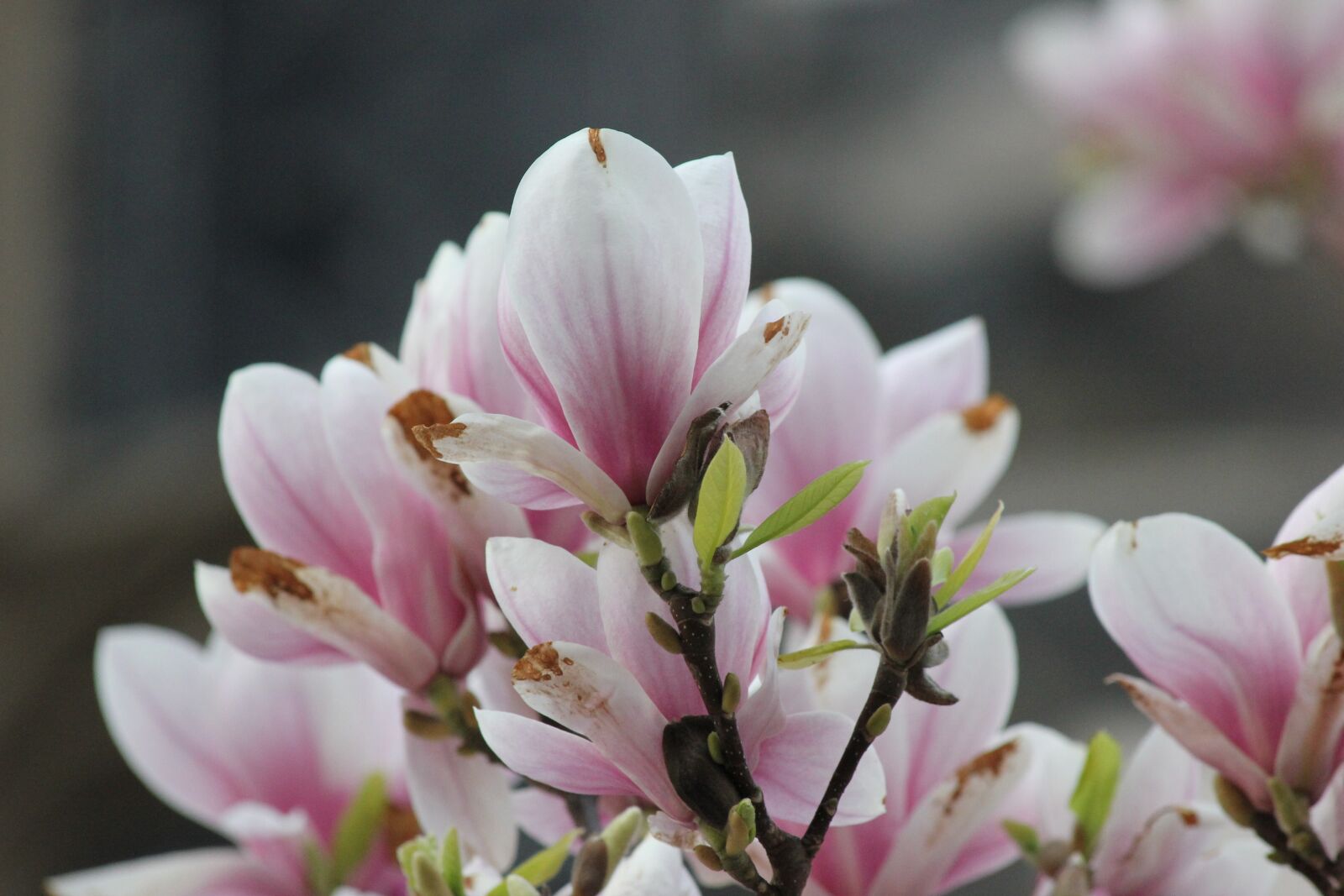 Canon EOS 550D (EOS Rebel T2i / EOS Kiss X4) sample photo. Magnolia blossom, magnolia tree photography