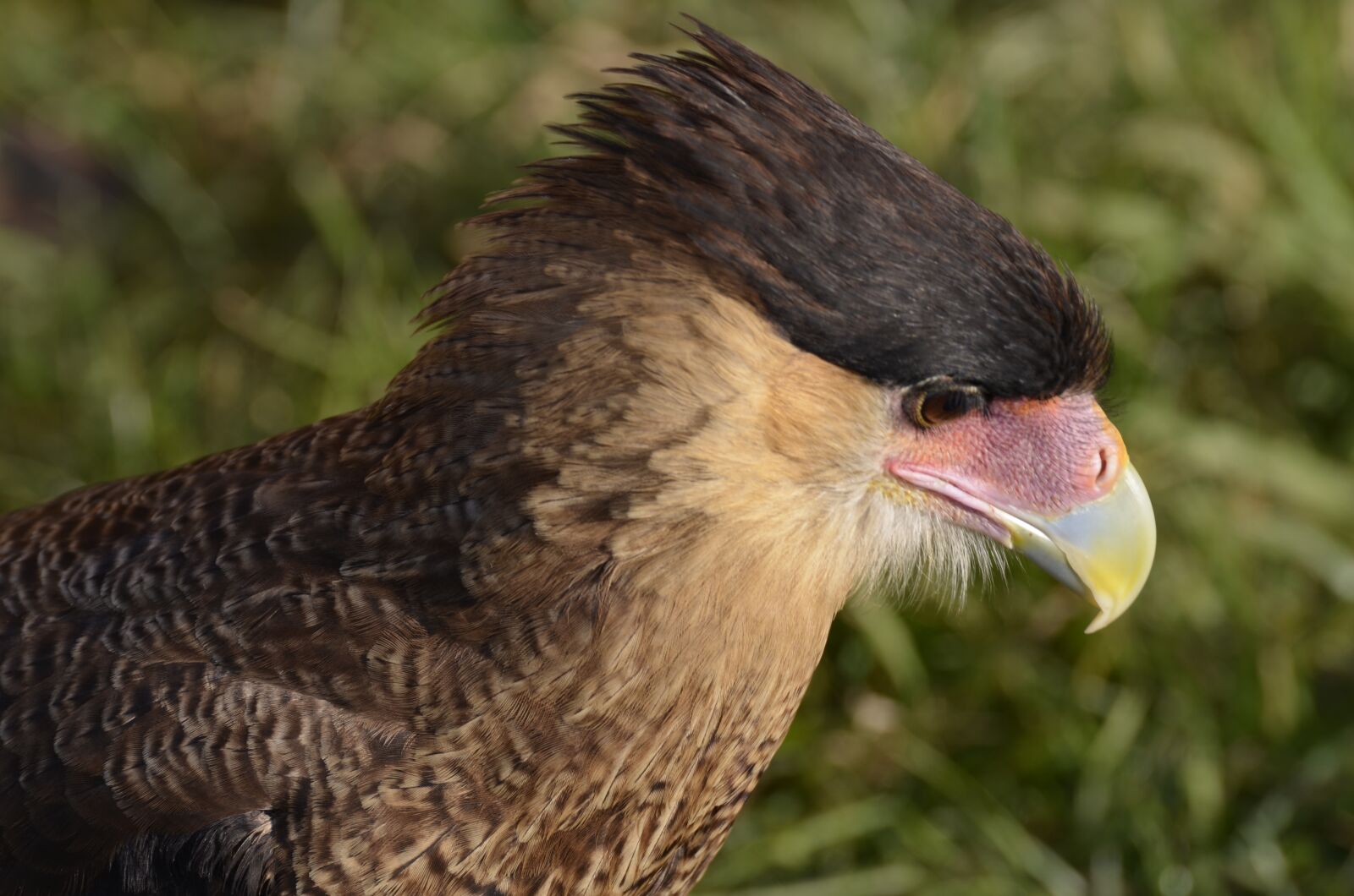 Nikon D5100 sample photo. Vulture, raptor, scavengers photography