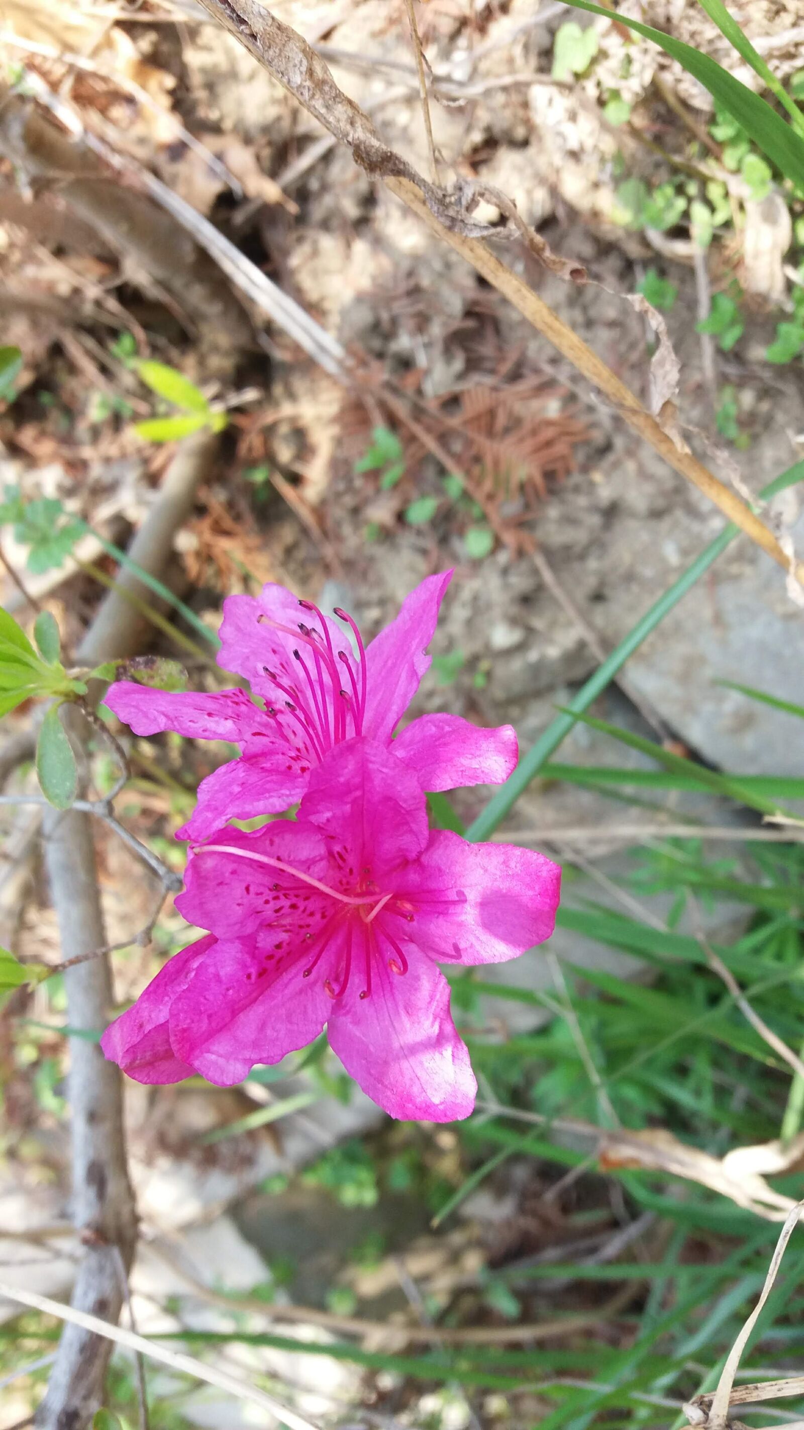 Samsung Galaxy J7 sample photo. Azalea, spring flowers, korea photography