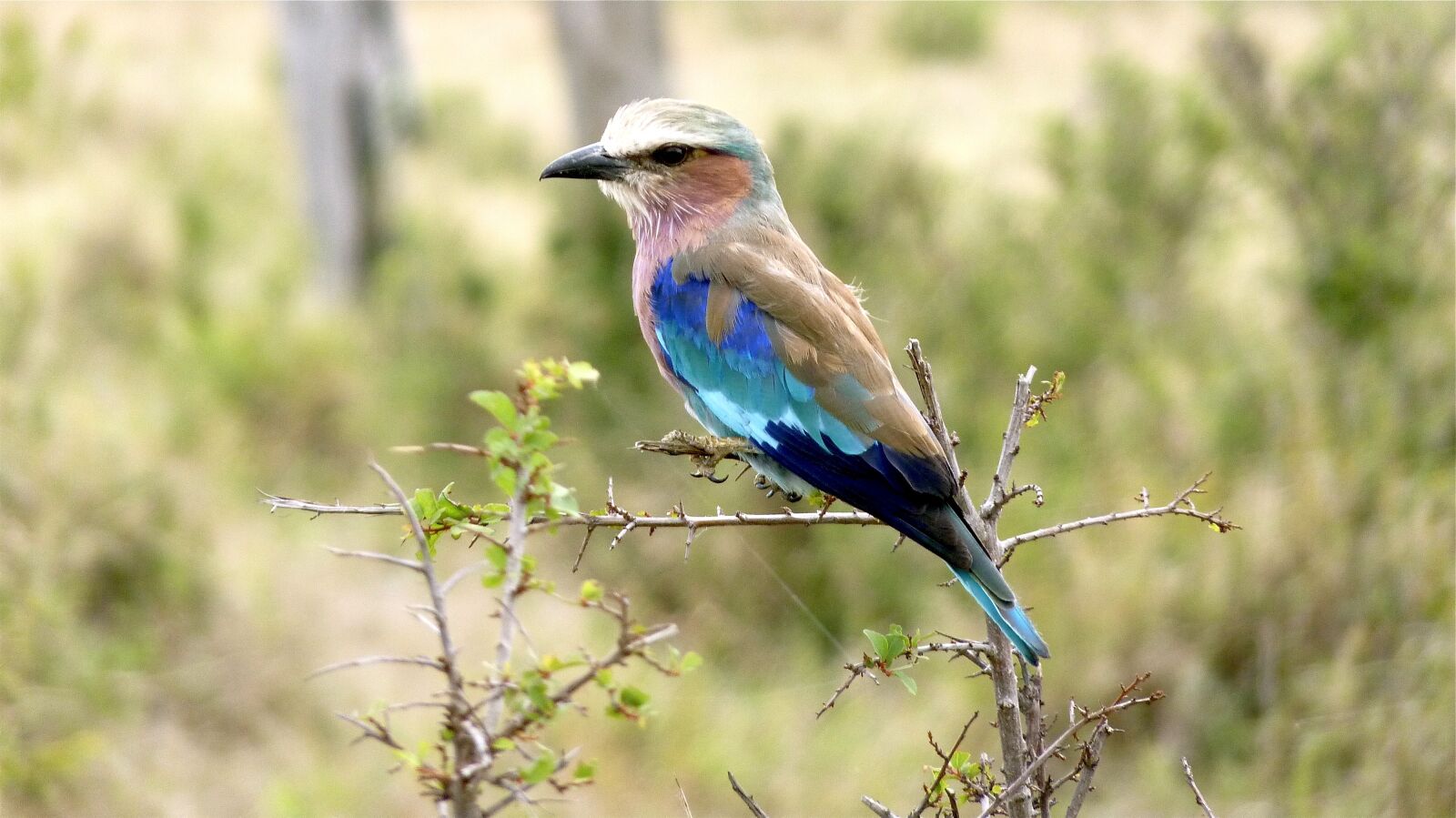 Panasonic Lumix DMC-FZ35 (Lumix DMC-FZ38) sample photo. National bird, wildfowl, namibia photography