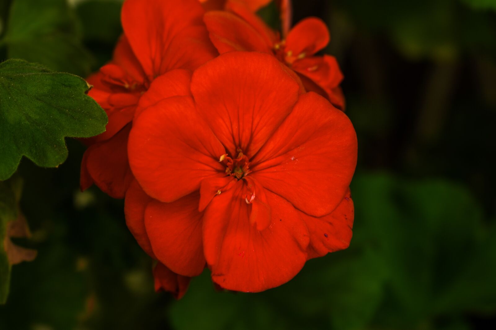 Nikon D3400 sample photo. Flower, jeranio, nature photography