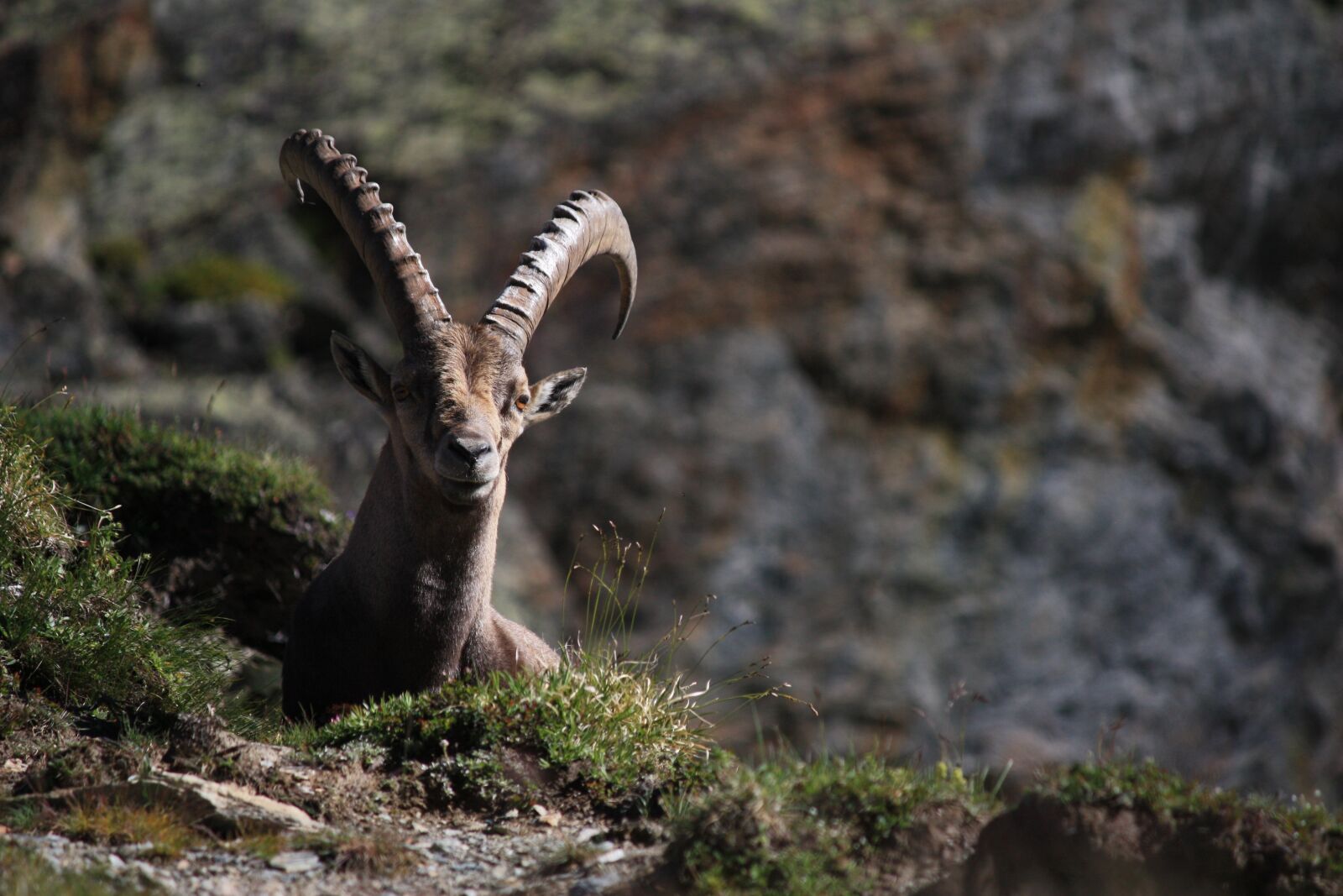 Canon EOS 450D (EOS Rebel XSi / EOS Kiss X2) sample photo. Ibex, horns, animal photography