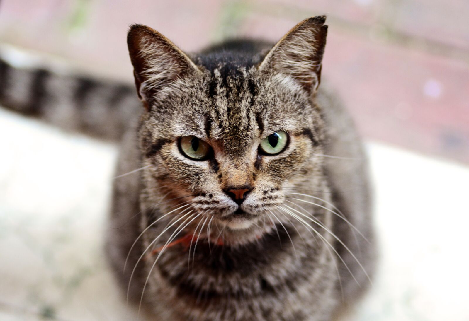 Nikon D5200 sample photo. Cat, stray, pet photography