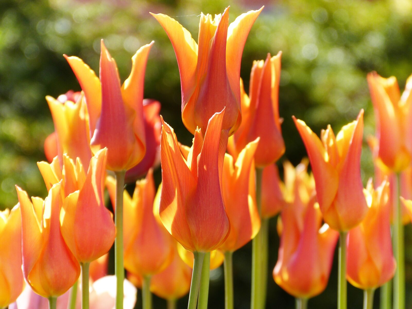 Panasonic Lumix DMC-FZ150 sample photo. Tulips, flowers, orange photography