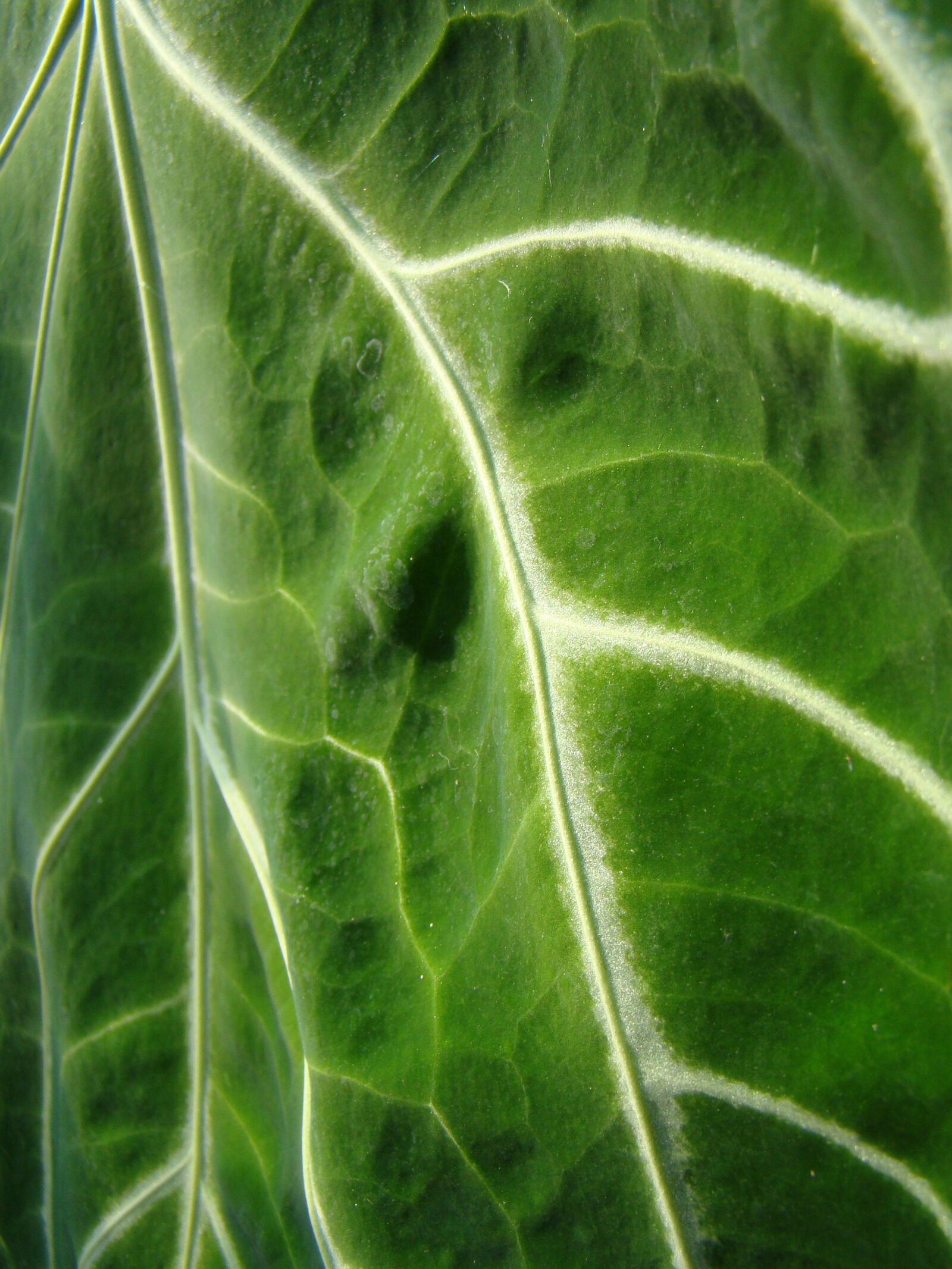 Sony Cyber-shot DSC-H50 sample photo. Leaf, green, nature photography