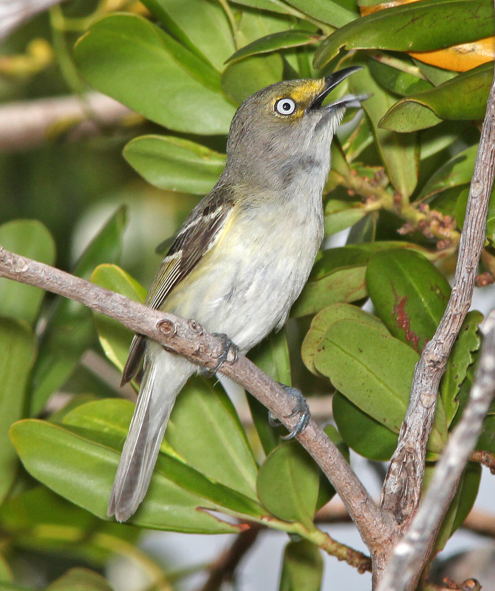 Canon EF 300mm F4L IS USM sample photo