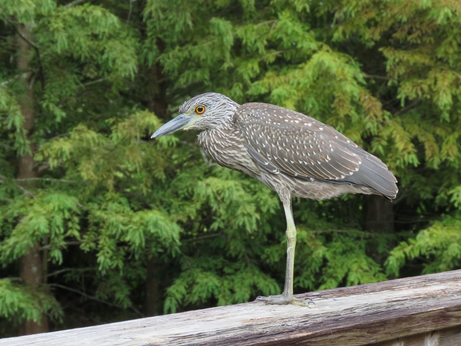 Canon PowerShot SX60 HS sample photo. Heron, yellow, crowned photography
